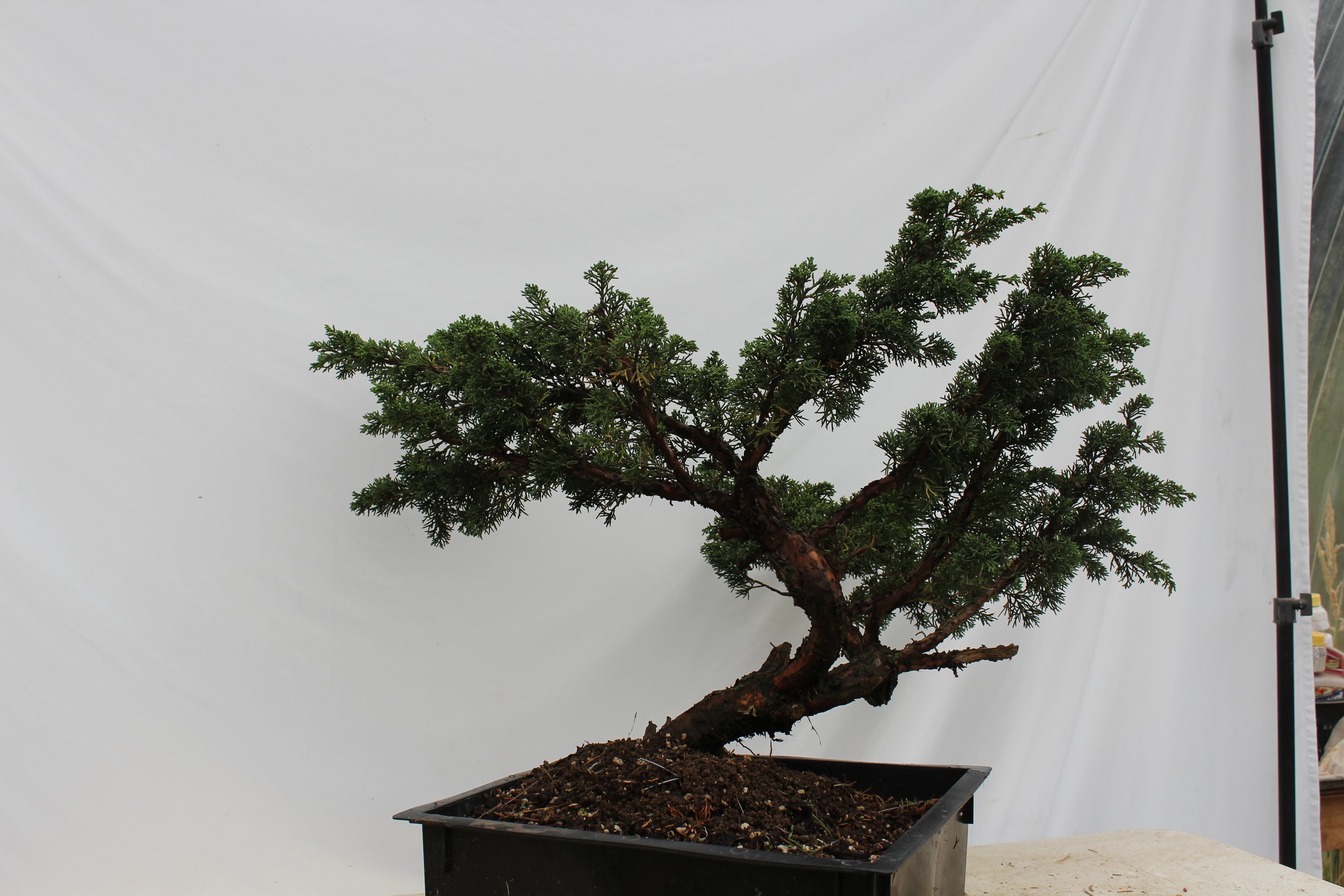 Junipers — Driftwood Bonsai