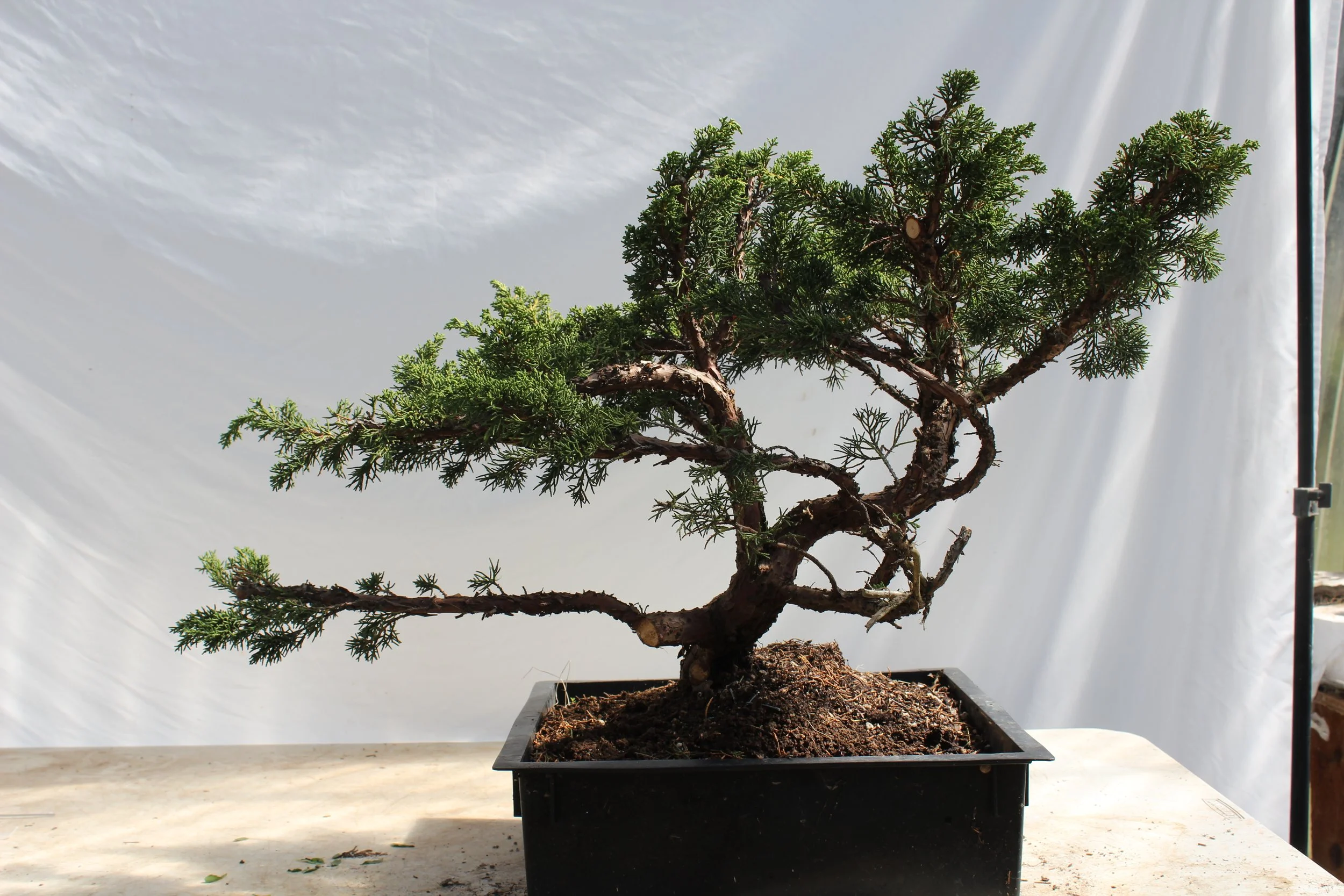 Junipers — Driftwood Bonsai