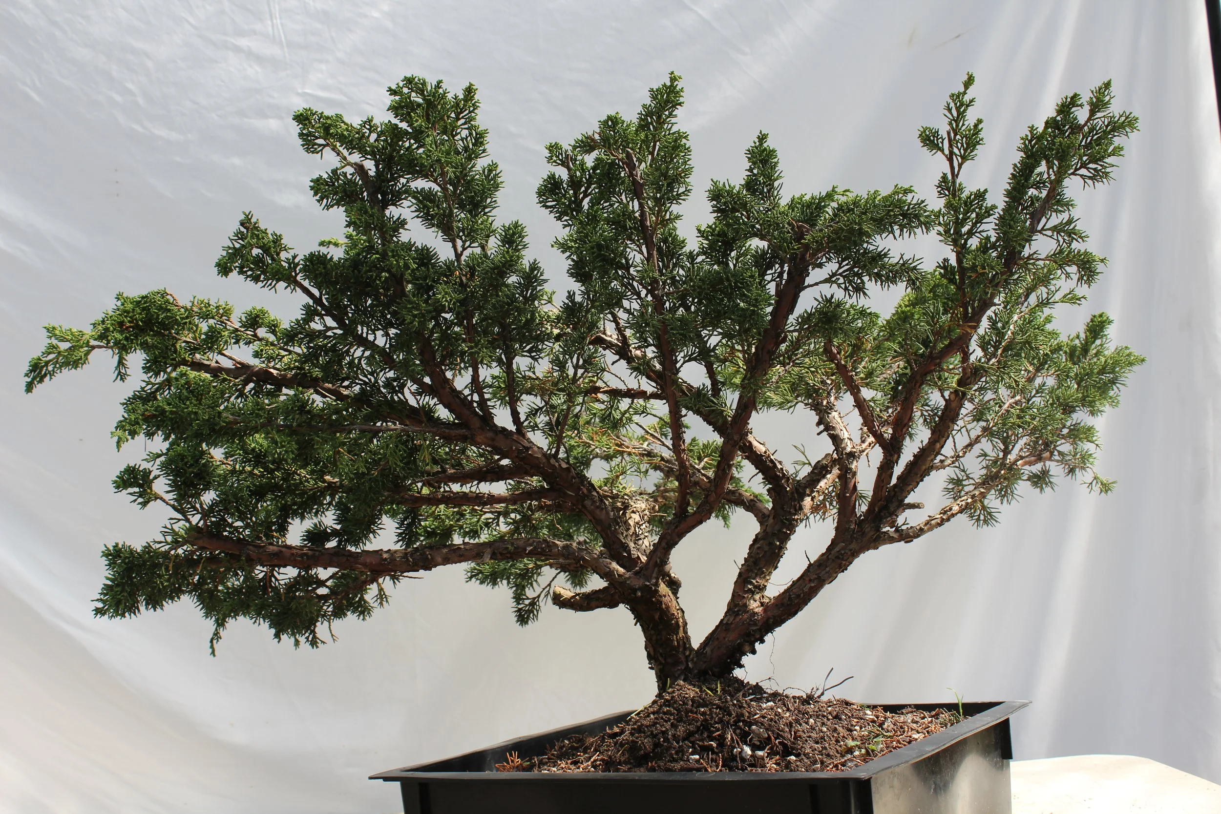 Junipers — Driftwood Bonsai