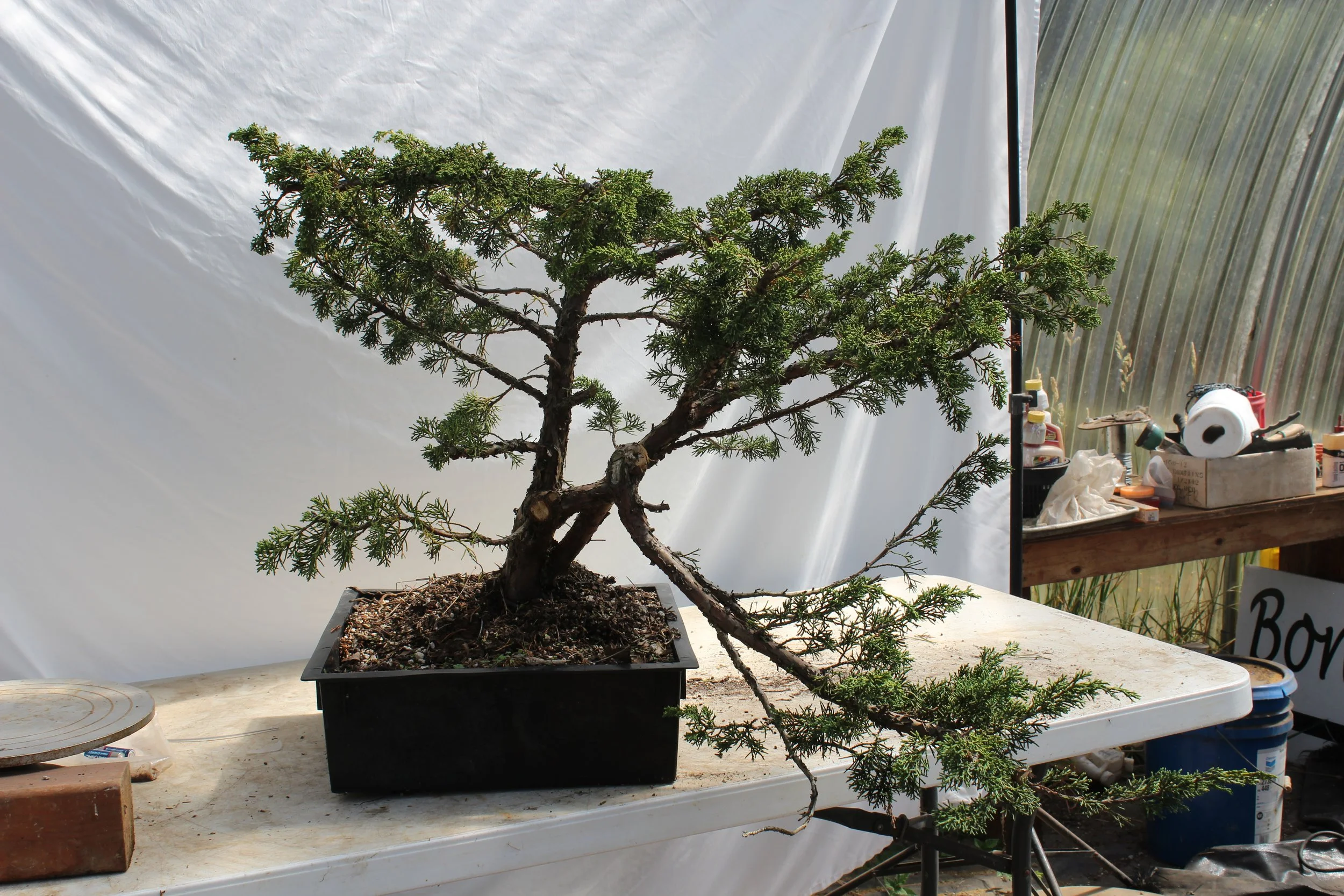 Junipers — Driftwood Bonsai