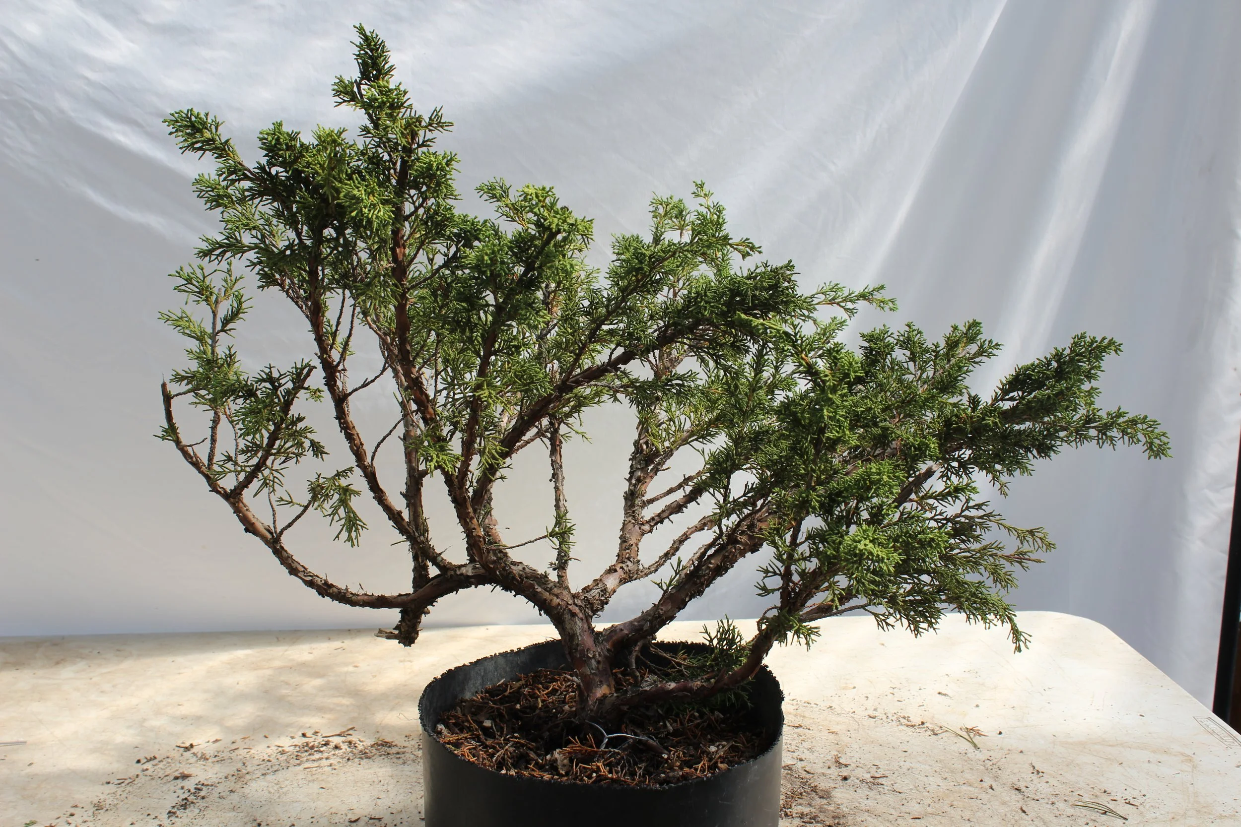 Junipers — Driftwood Bonsai