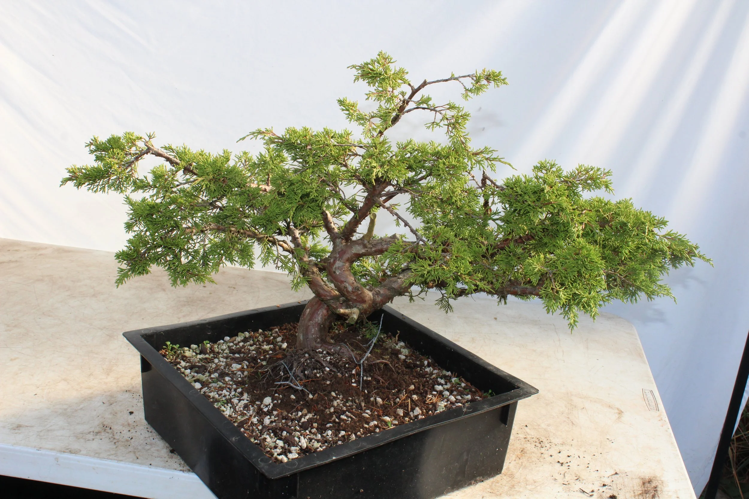 Junipers — Driftwood Bonsai