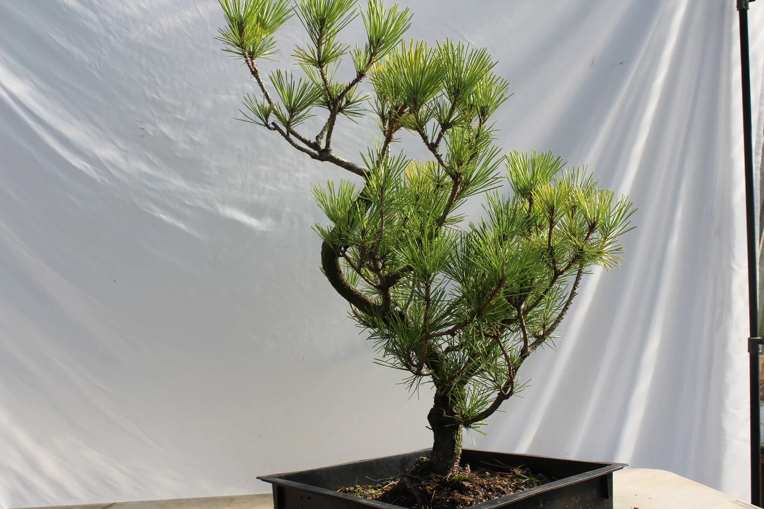 Japanese Black Pine # 187 — Driftwood Bonsai