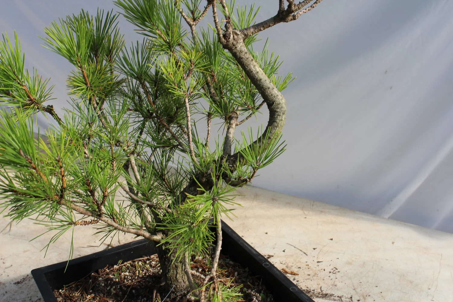 Japanese Black Pine # 187 — Driftwood Bonsai