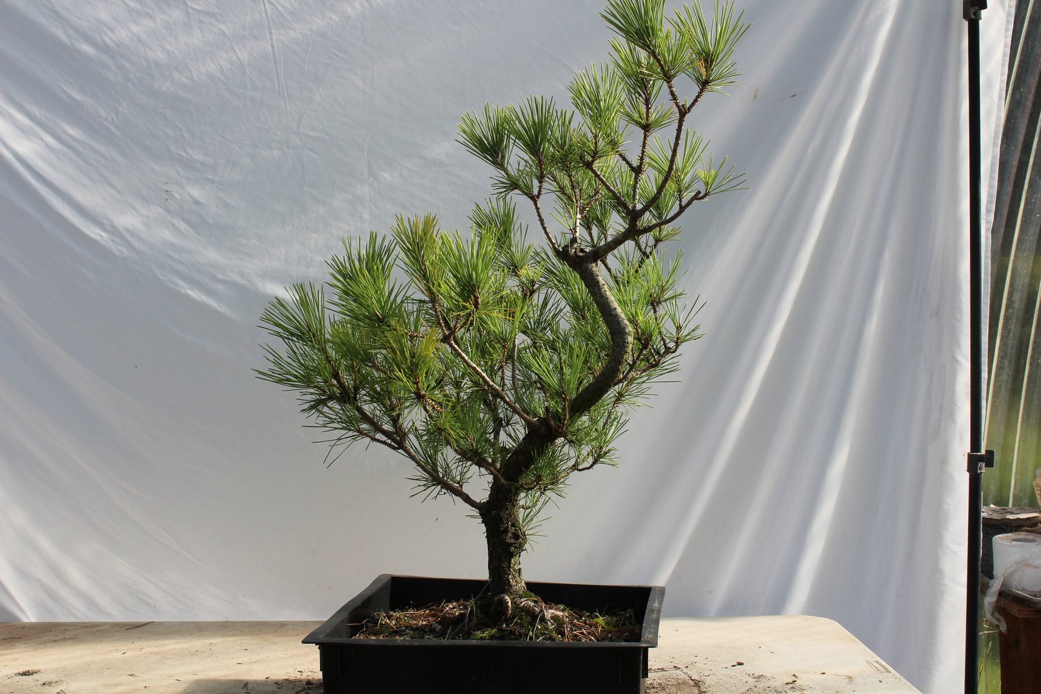 Japanese Black Pine # 187 — Driftwood Bonsai