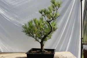 Japanese Black Pine # 187 — Driftwood Bonsai