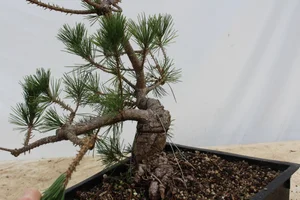 Japanese Black Pine #204 — Driftwood Bonsai