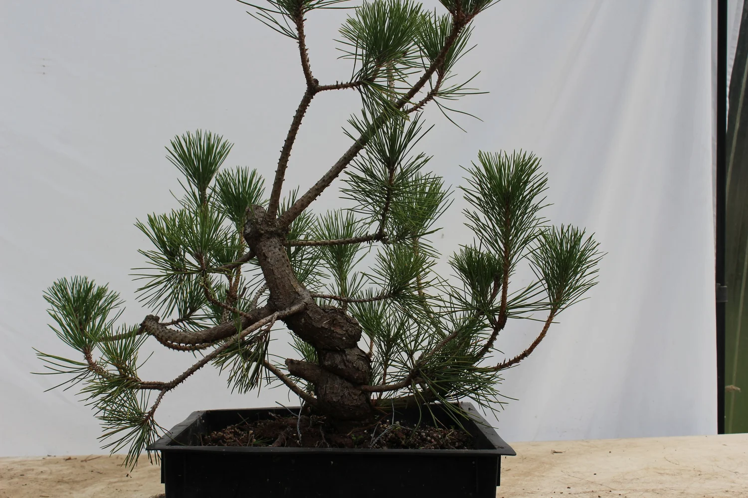 Japanese Black Pine # 213  Driftwood Bonsai