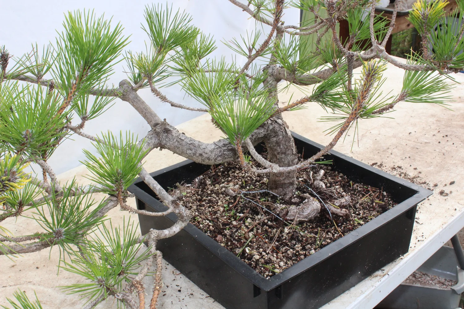 Japanese black Pine # 218  Driftwood Bonsai