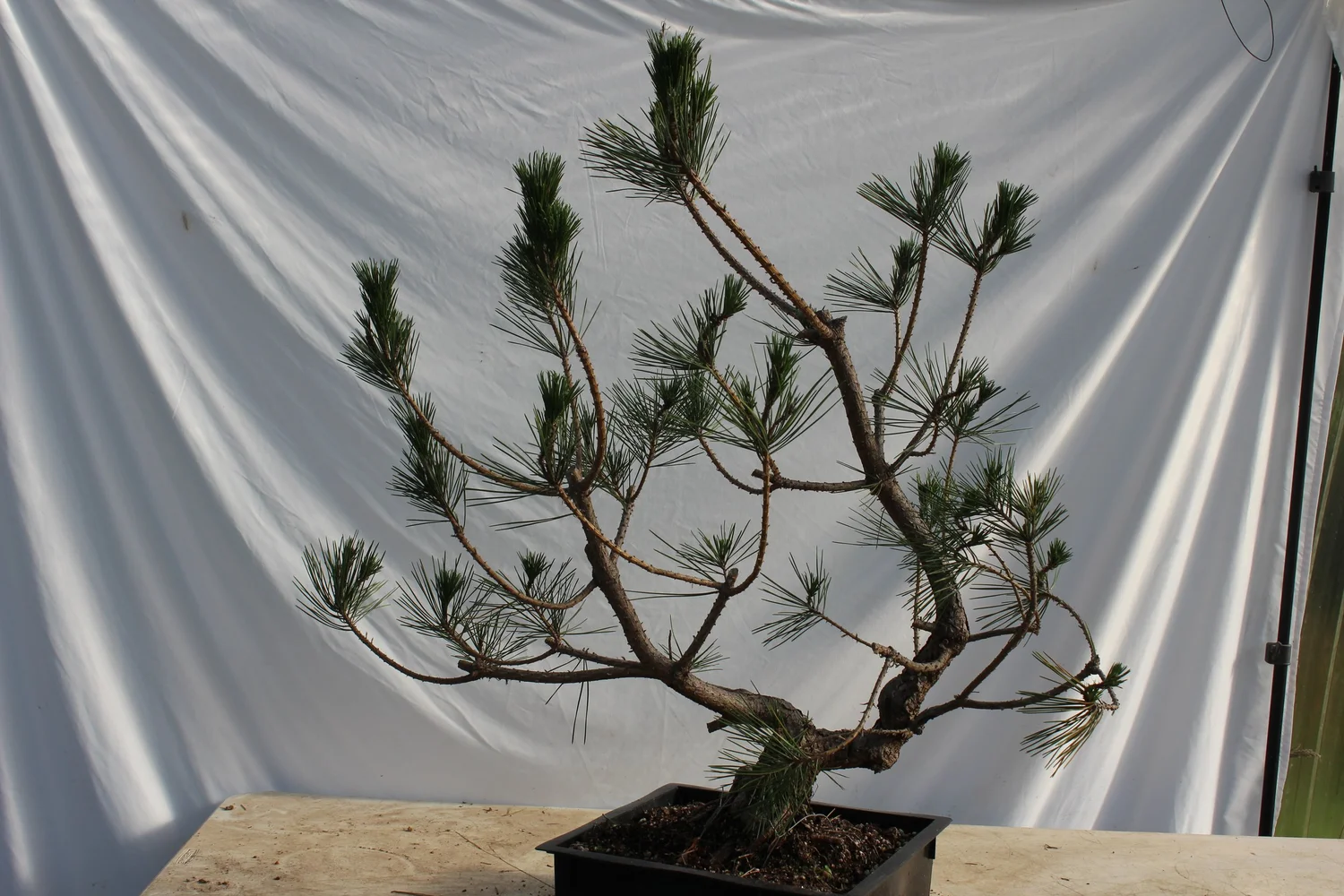 Japanese Black Pine # 221 — Driftwood Bonsai