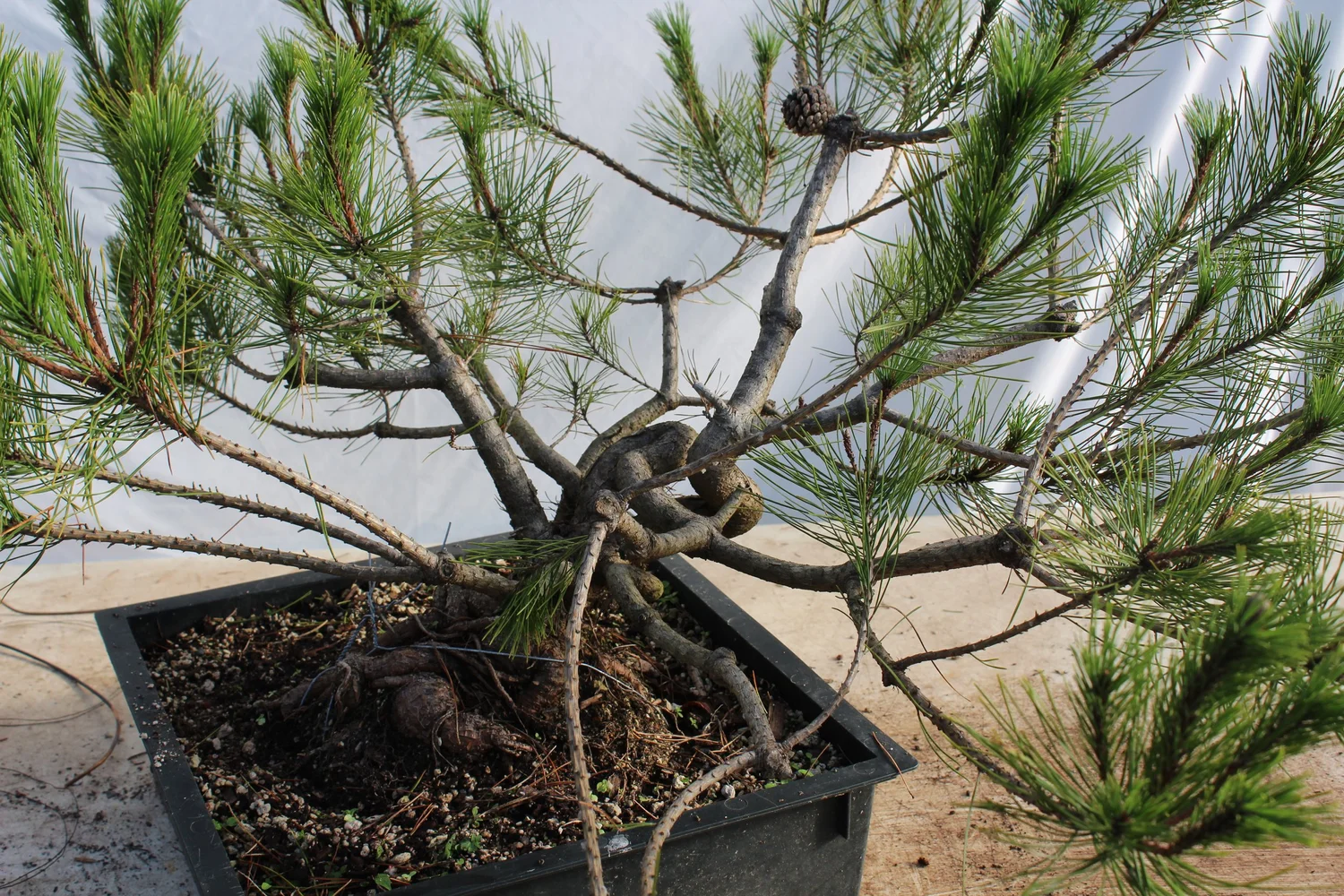palisander bonsai Brazilian Rain Tree (Pithecellobium tortum) Bonsai – Allshapes Bonsai main image 0