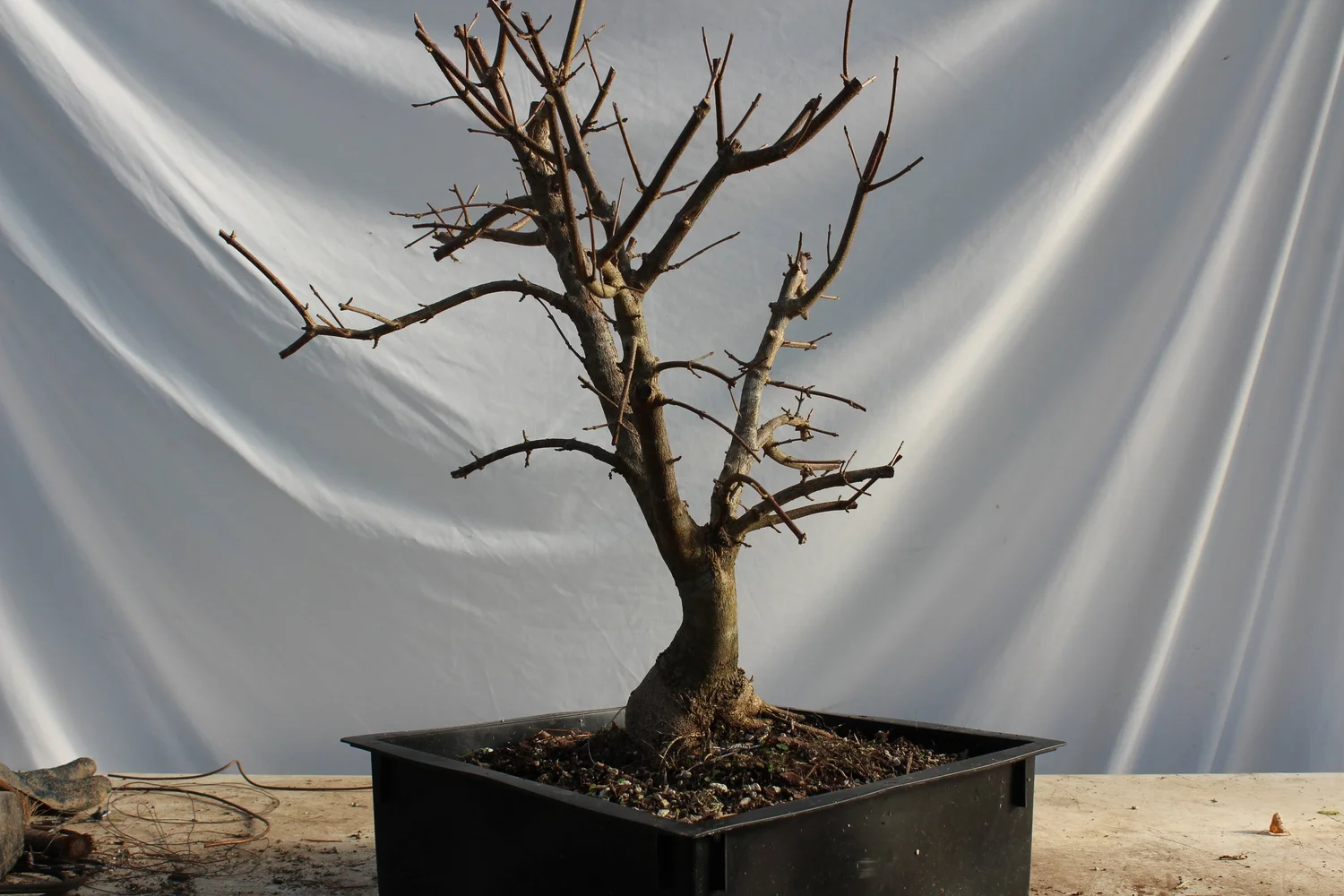 Trident Maple #50  Driftwood Bonsai
