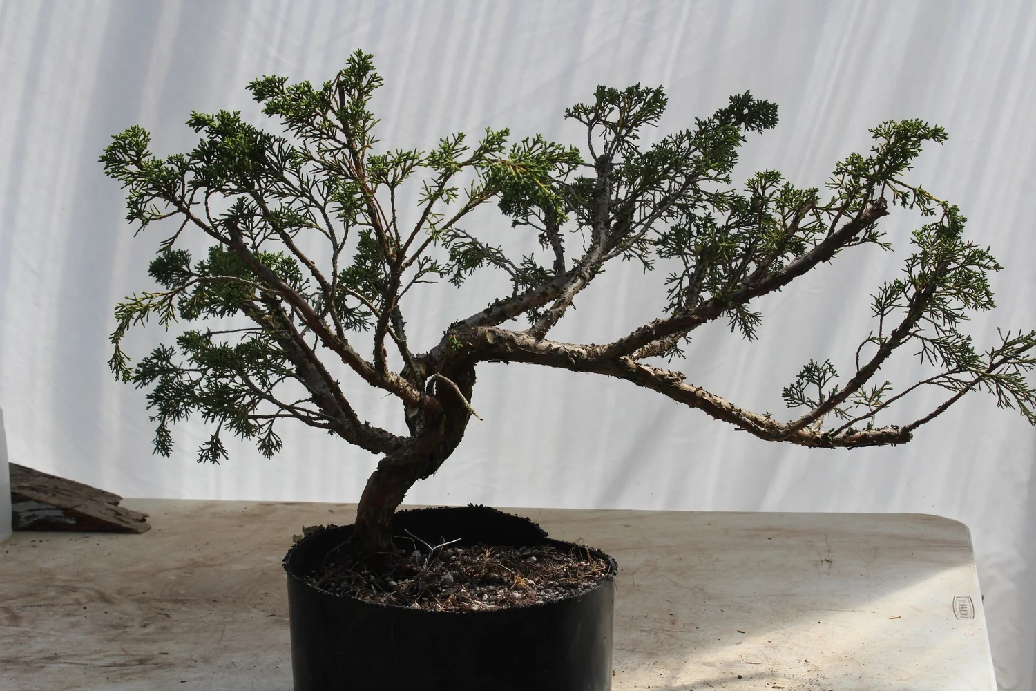 Kishu Juniper #263  Driftwood Bonsai