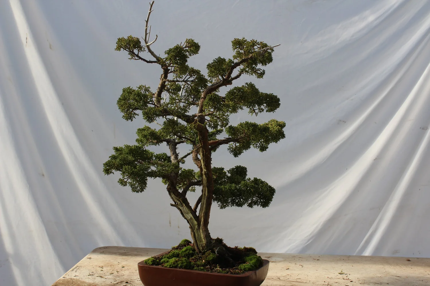 Bonsai — Driftwood Bonsai