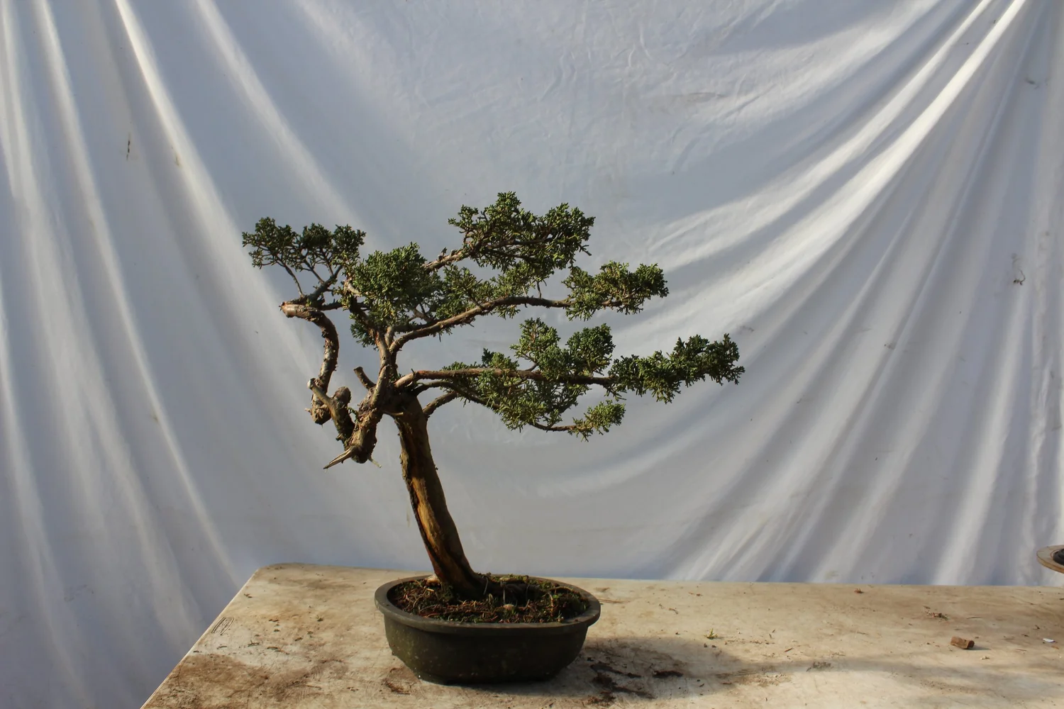 welches substrat für bonsai Kaufen Sie Substrat für Bonsai – Urbangreen