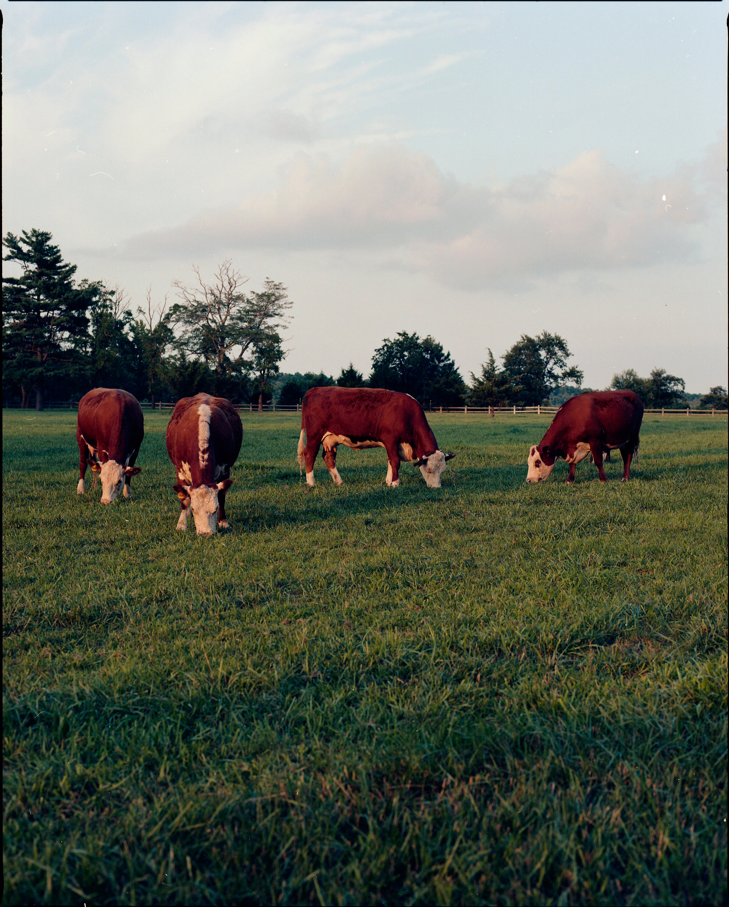 cows grazing, Lewes DE 2018