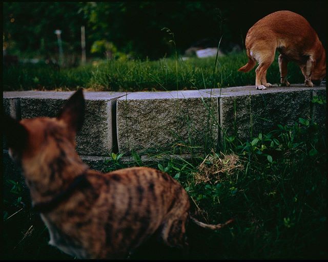 Ging + Leo on expired fujichrome 120 from sometime last spring 🐕 super wonky colors 🥺 #mamiya7