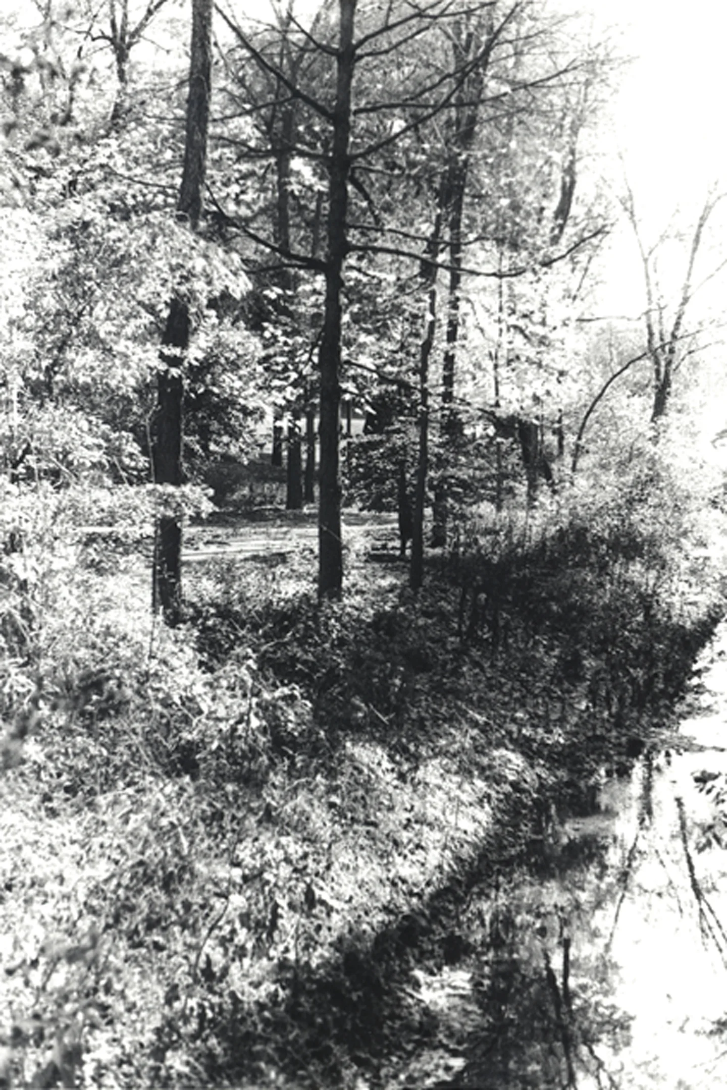 trees01.jpg