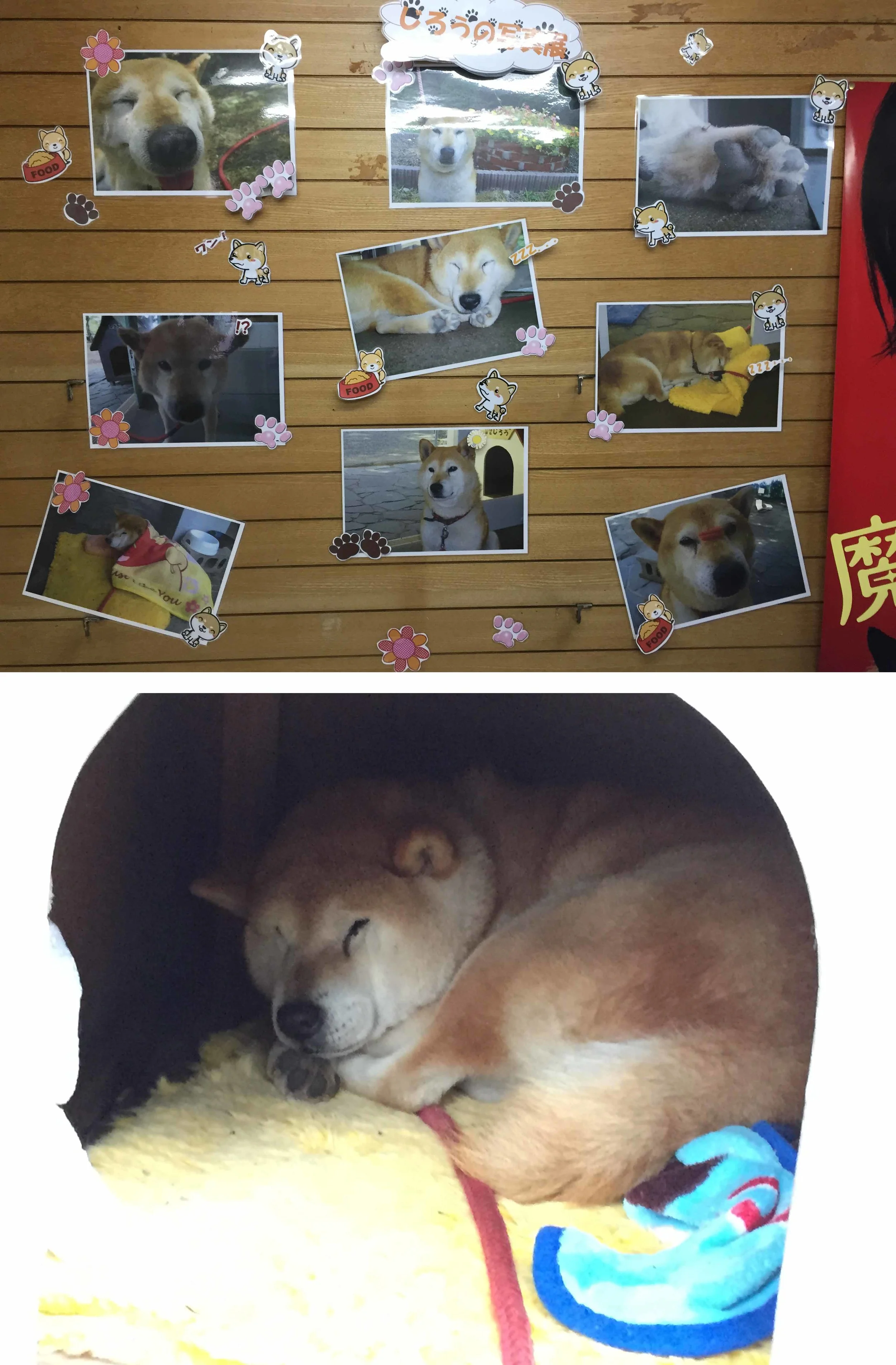 山上的站長志郎,窩在小屋裡避寒