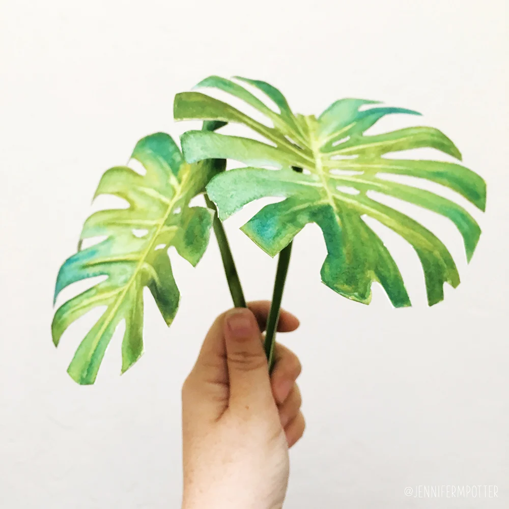 Monstera leaves