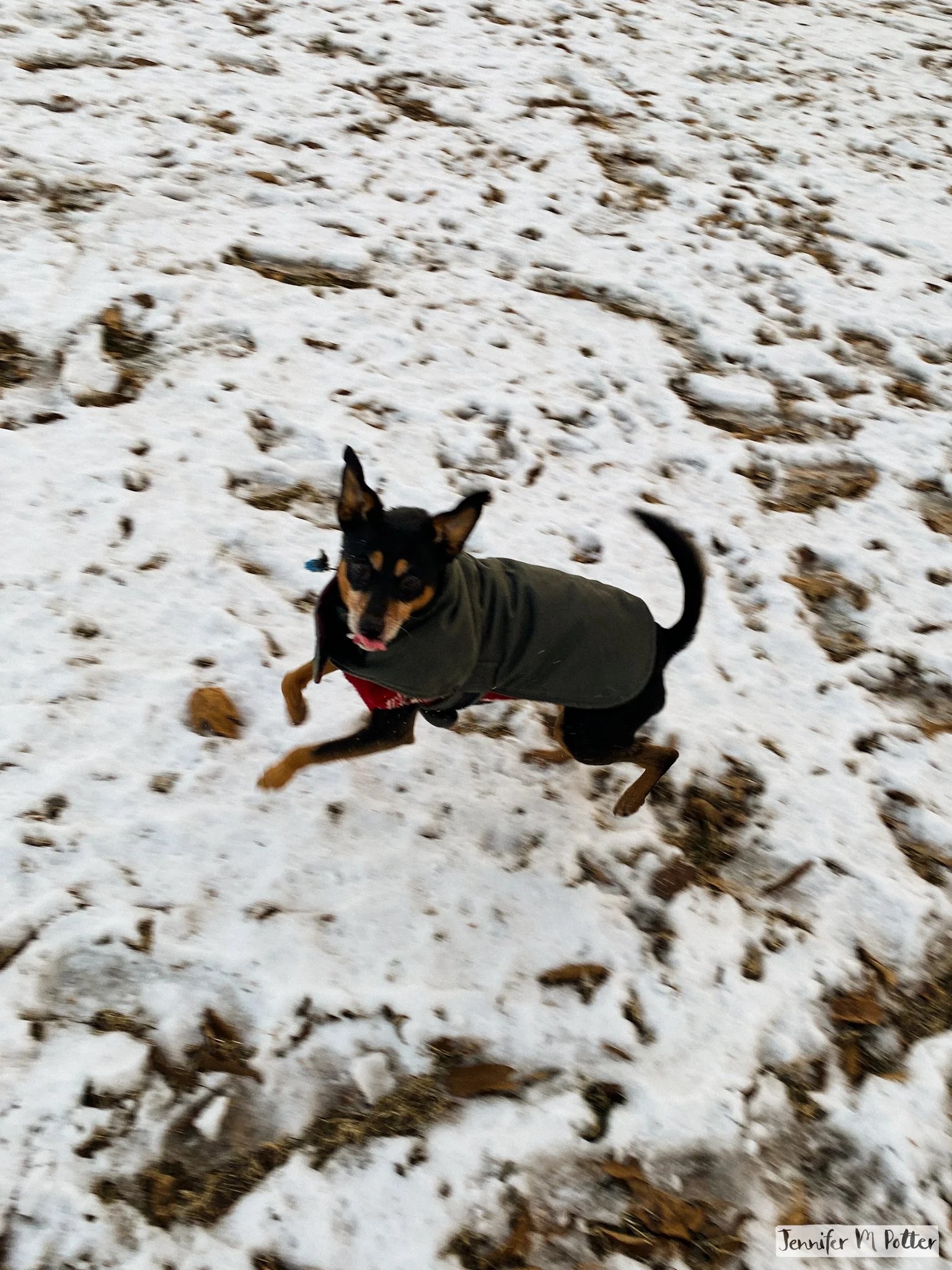 Frisket, fully energized, frolicking in the snow.