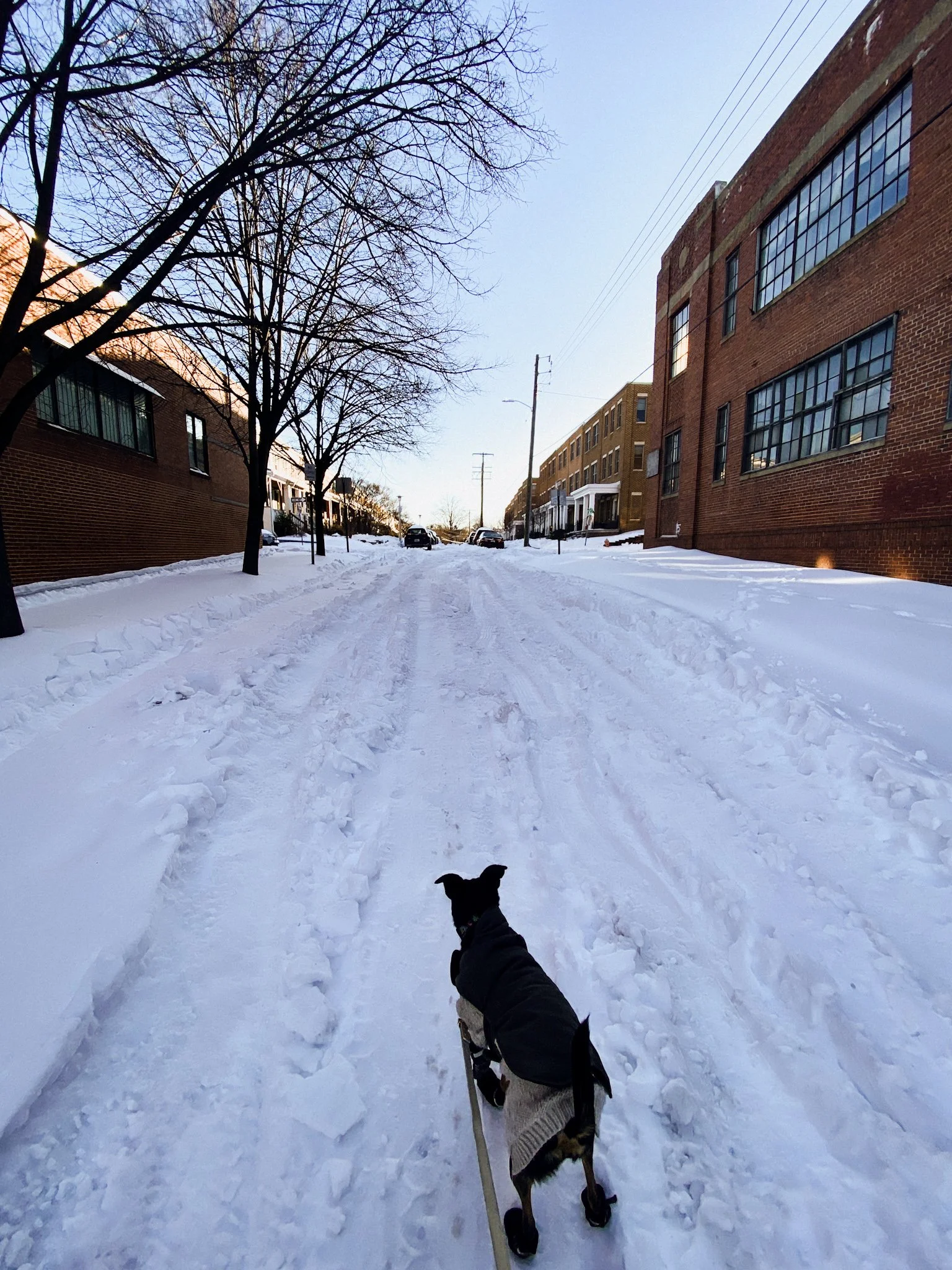 Frisket walking down the middle of an unplowed street covered in snow and ice