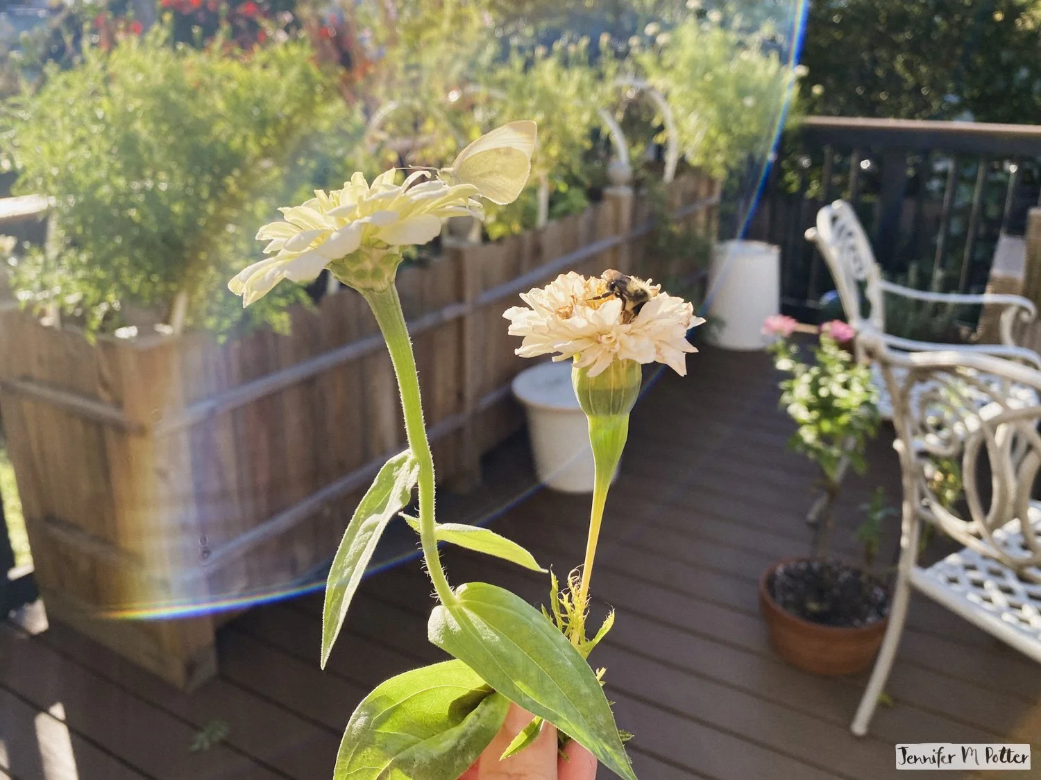 Holding two marigolds, one with a white butterfly and another with a bumblebee on it