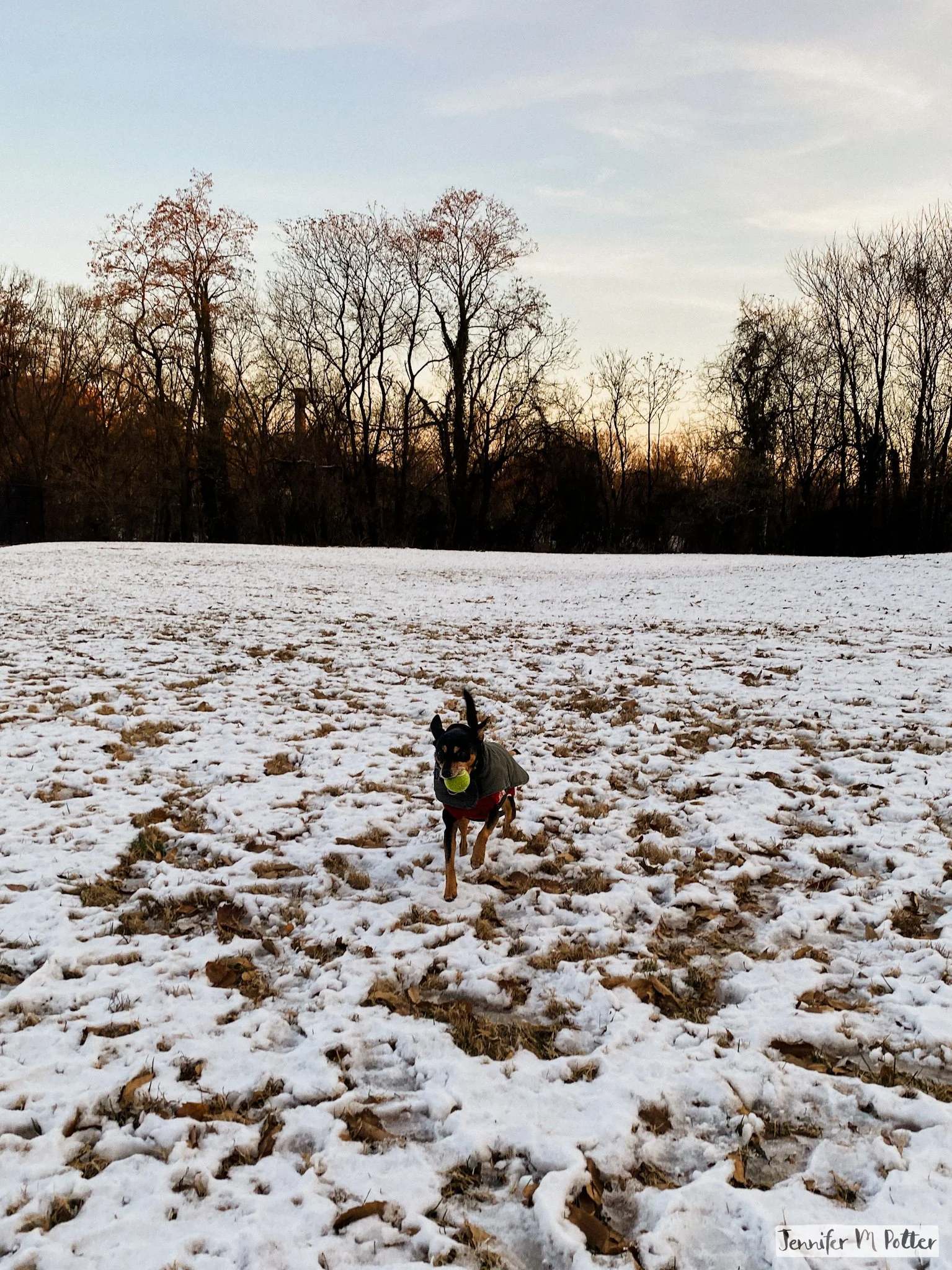 Frisket frolicking in the snow
