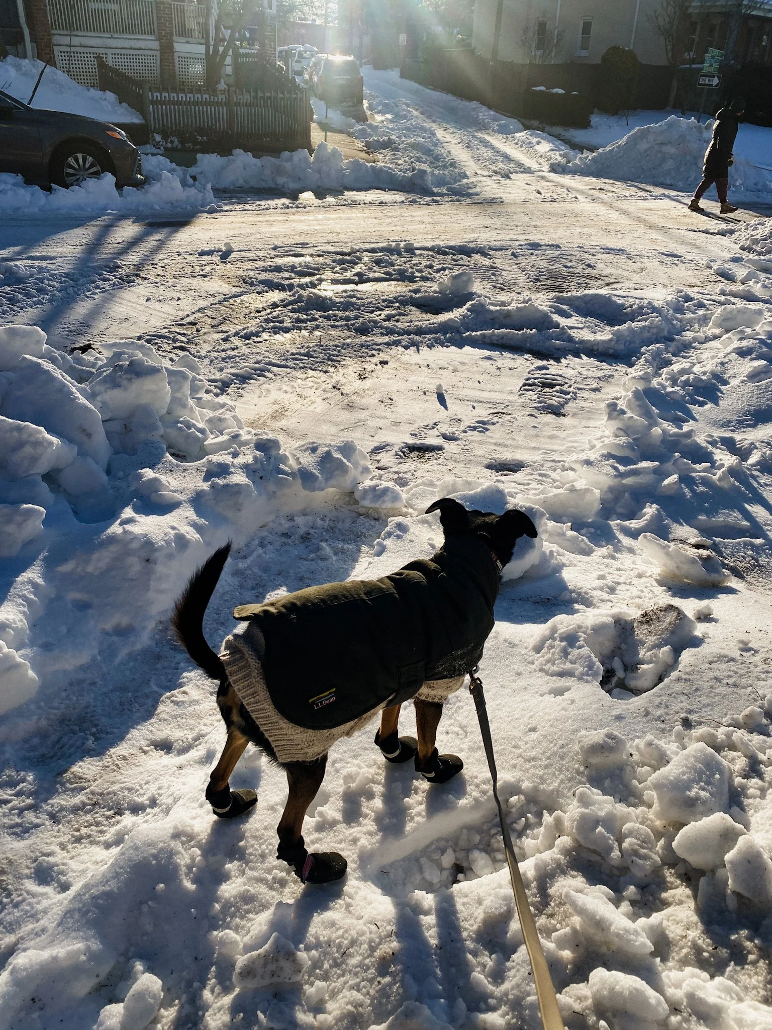 Frisket standing on a corner looking at crossroad of plowed and unplowed streets. Snow is piled all around.