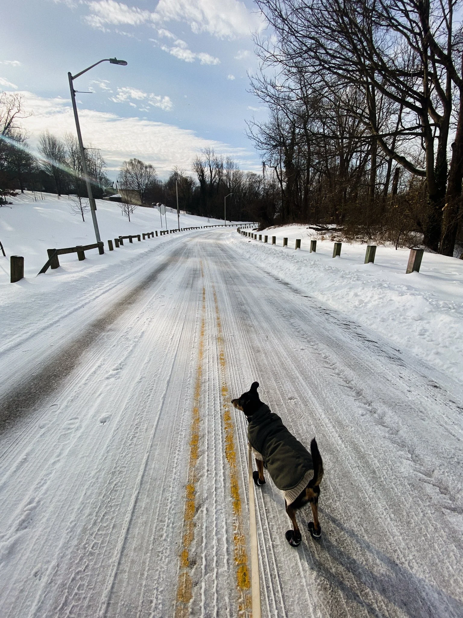Dog walking on a quiet, freshly ploughed street