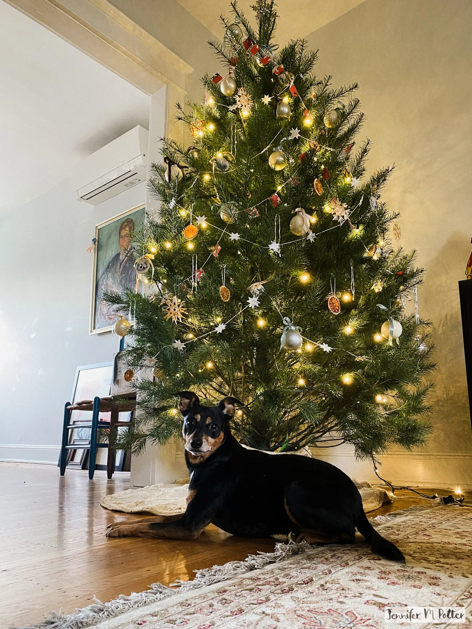 Frisket in front of the Christmas tree she swears she helped decorate