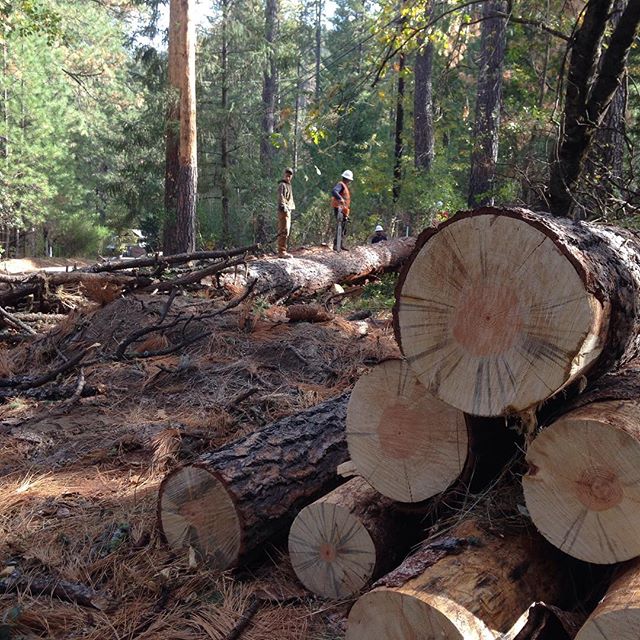 Elliot Parady assiting with the removal of beetle kill pine from around the resident house