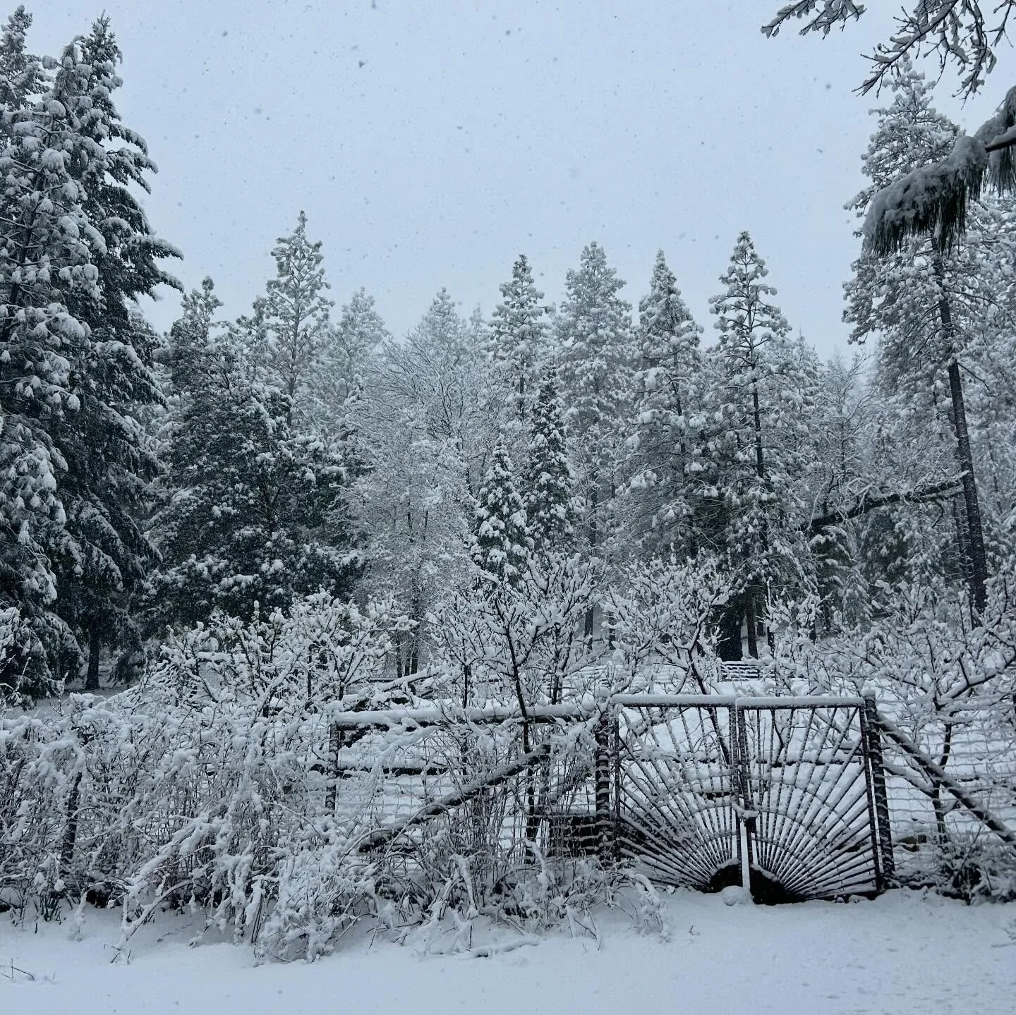 The resident artists of Cobb Mountain Art and Ecology Project extend their apologies for being out of the office today due to SNOW!!! 🌨️🏔️❄️☃️

(we need a real sled) 

#snowday #forestecology #woodfireresidency #artistresidency