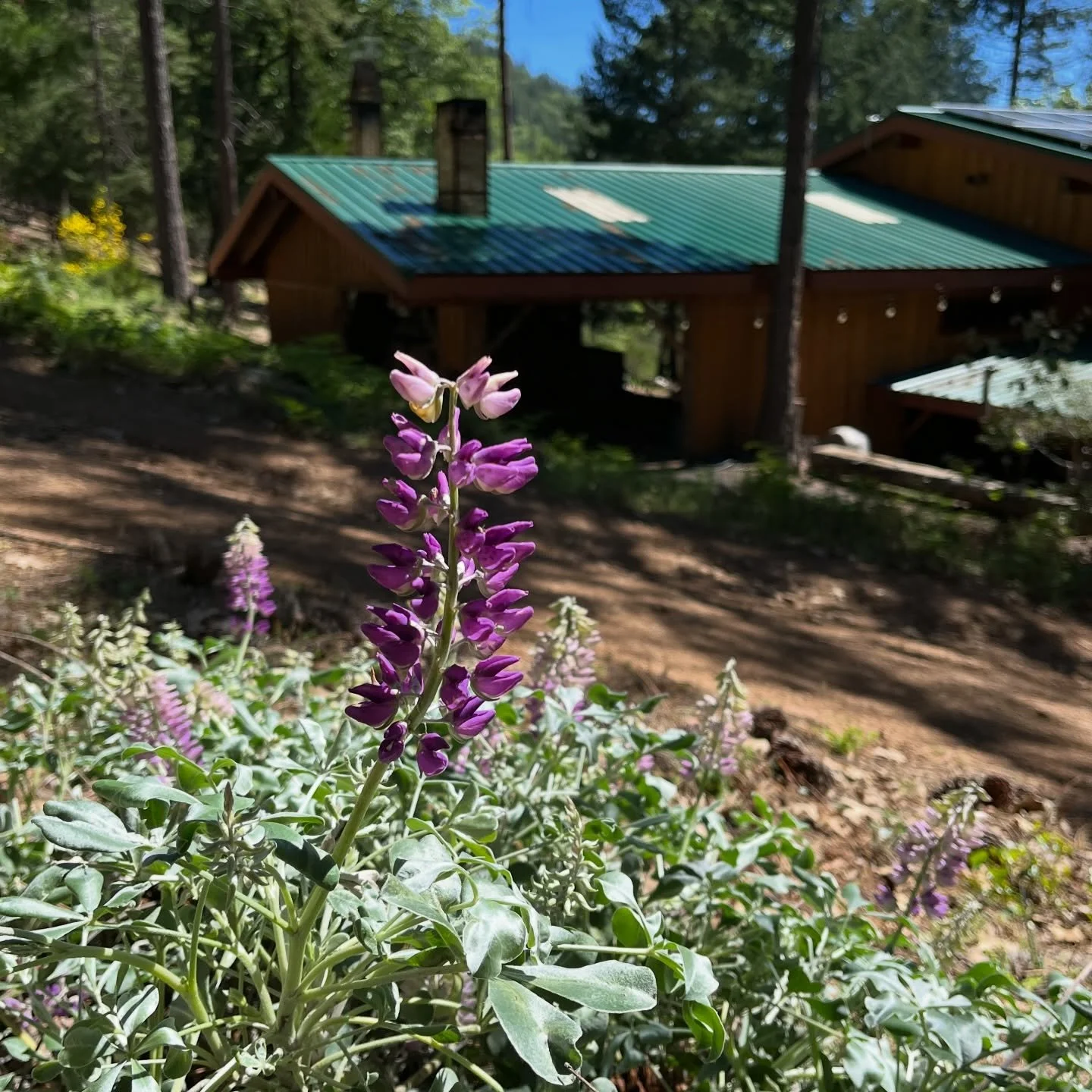 Spring has sprung on Cobb Mountain! The lupines and dogwoods are in full bloom!🪻🌸🌱🌼🌲🌳✨

#artistresidency #forestmanagement #landstewardship #woodfireresidency #cobbmountainartandecology