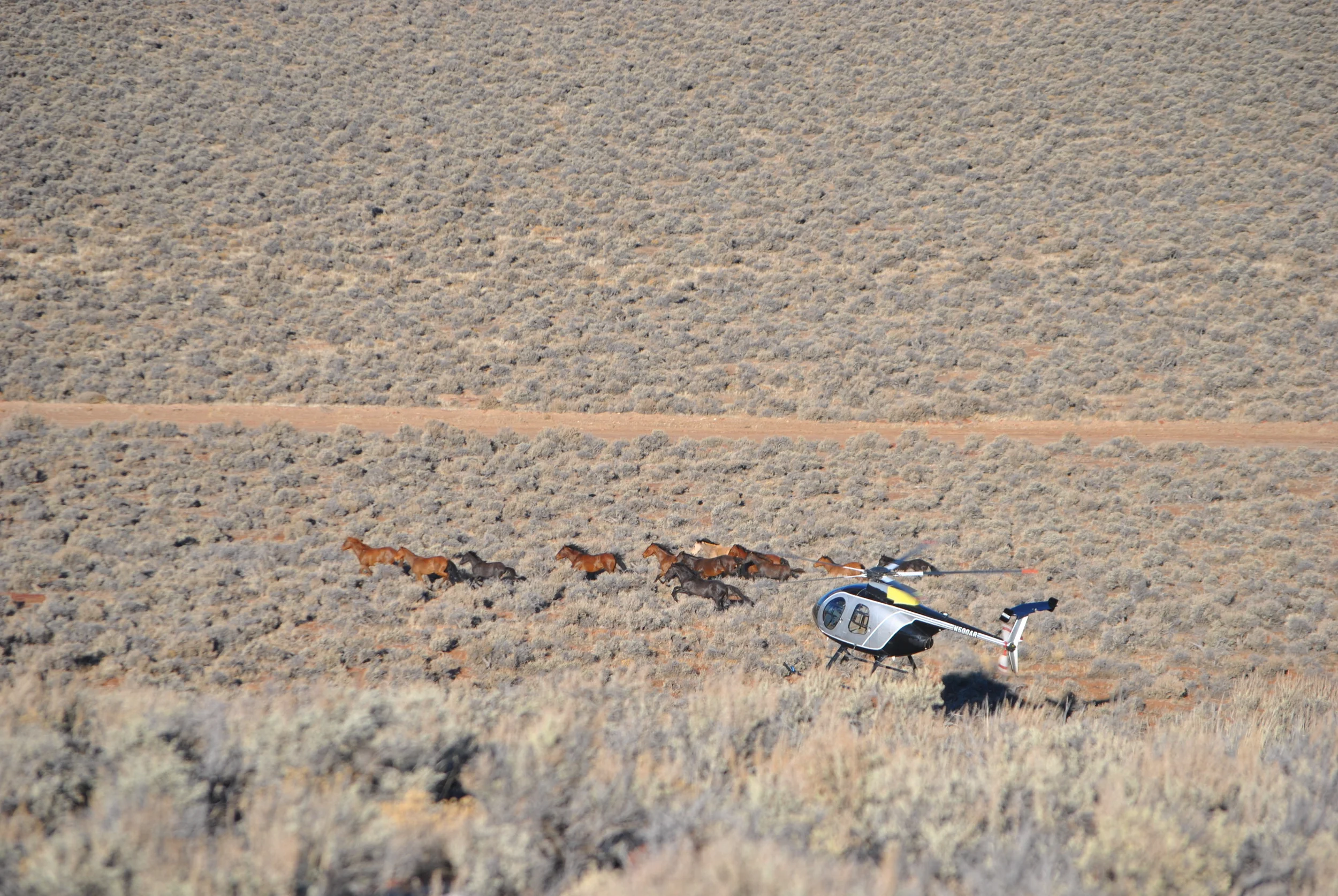 Whole Foods "ethically-sourced" beef supplier destroys over 1,000 wild horses