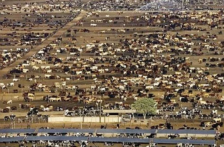 Antibiotic Resistant Superbug Just Hit the U.S. and Meat is a Culprit