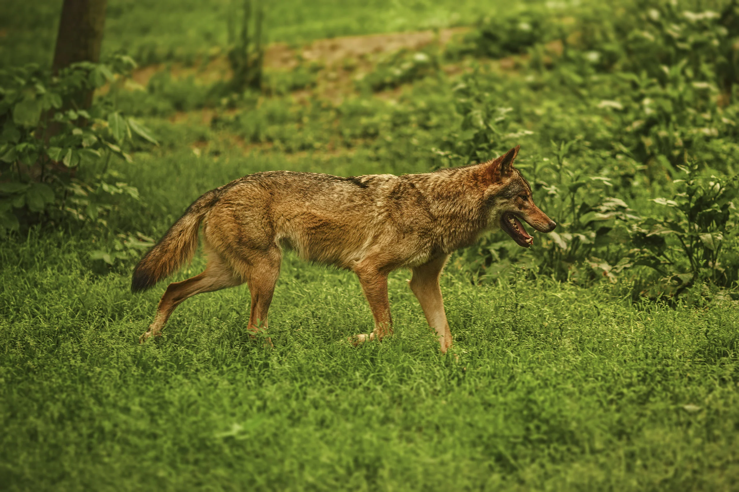 If You Care About Wildlife You Have To Stop Eating Meat