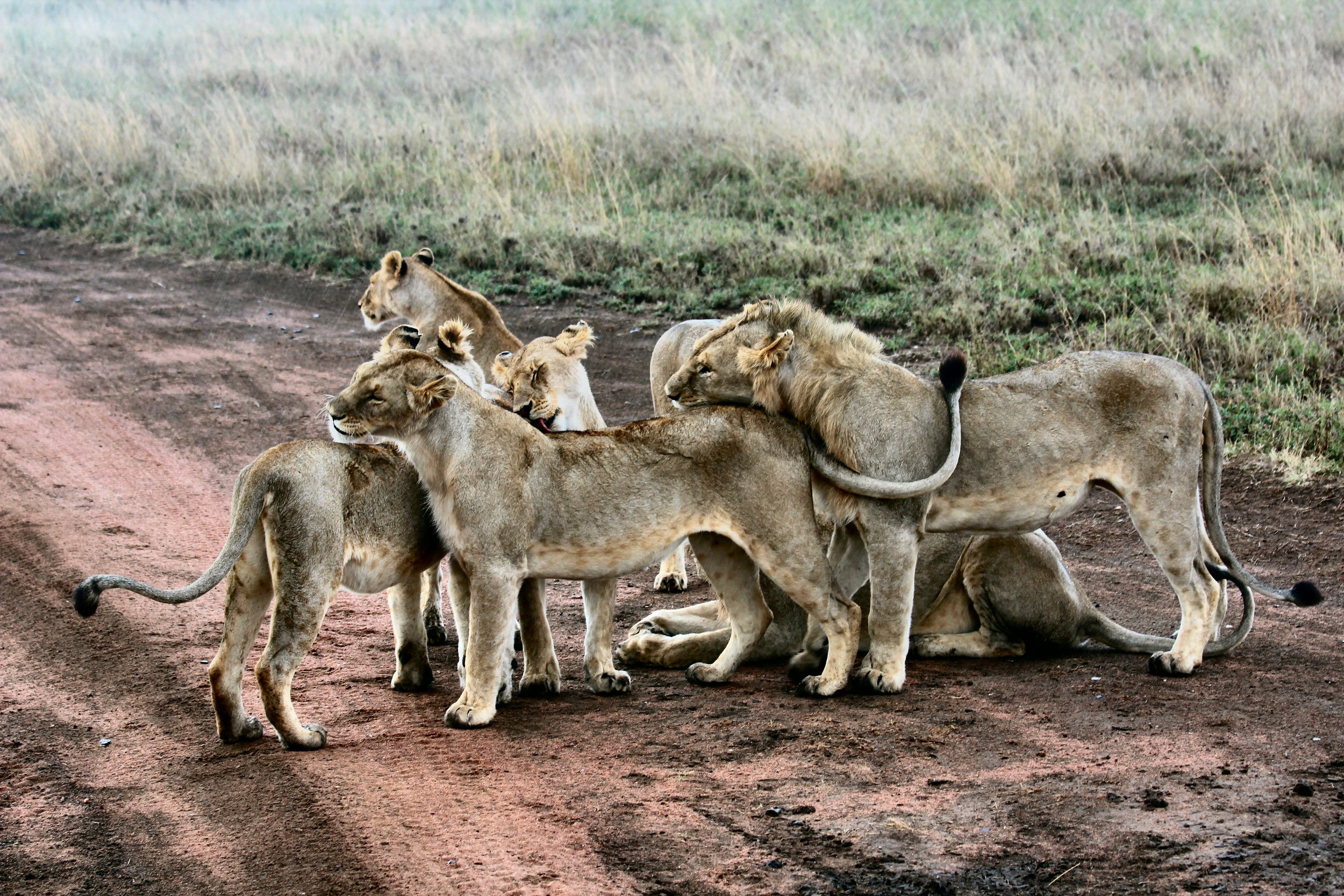 Researchers: Humans & Livestock are Leading to Species Extinction in Developing Countries