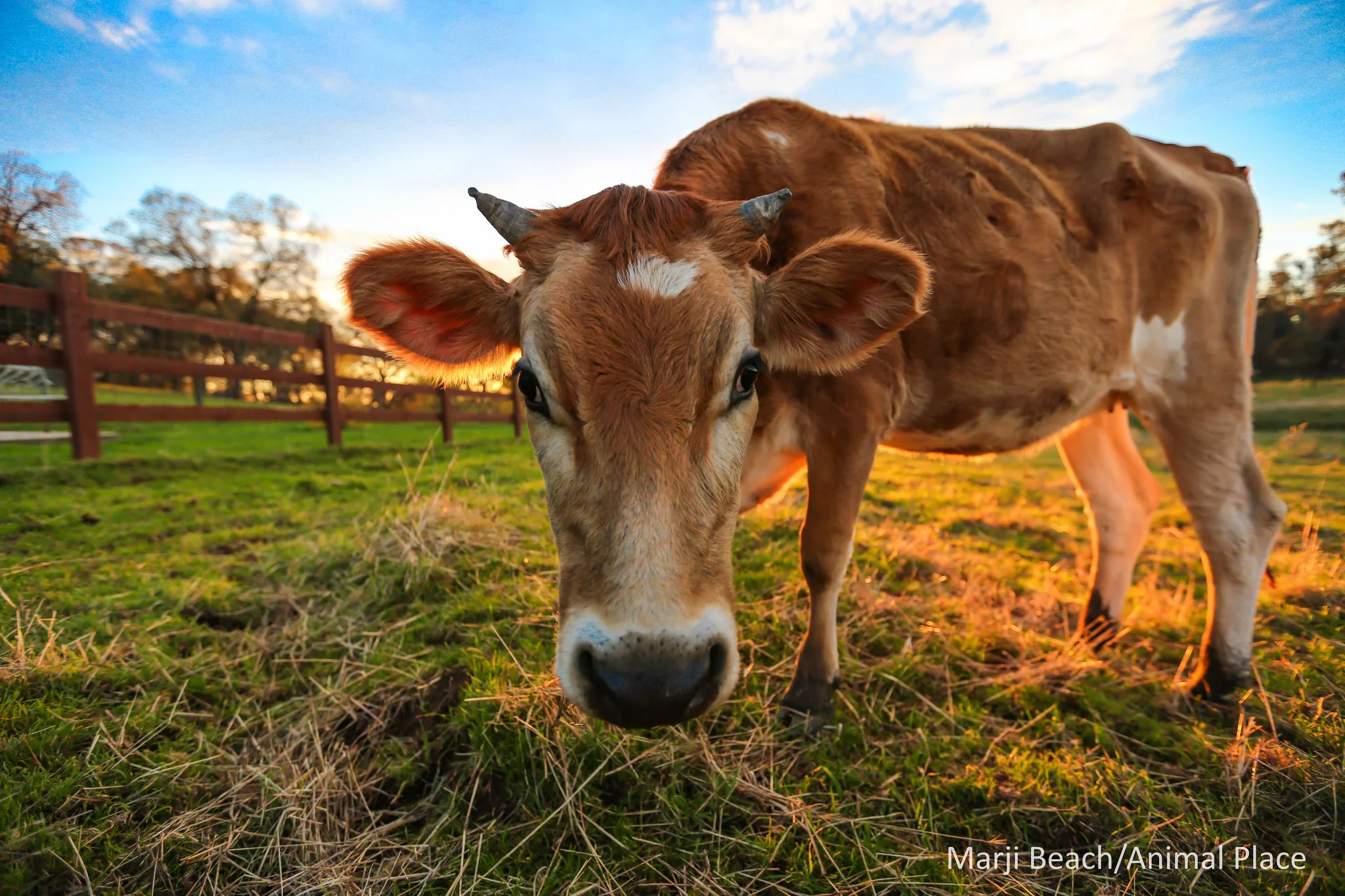 Put Your Mission Where Your Mouth Is: Menu Policies for Nonprofits