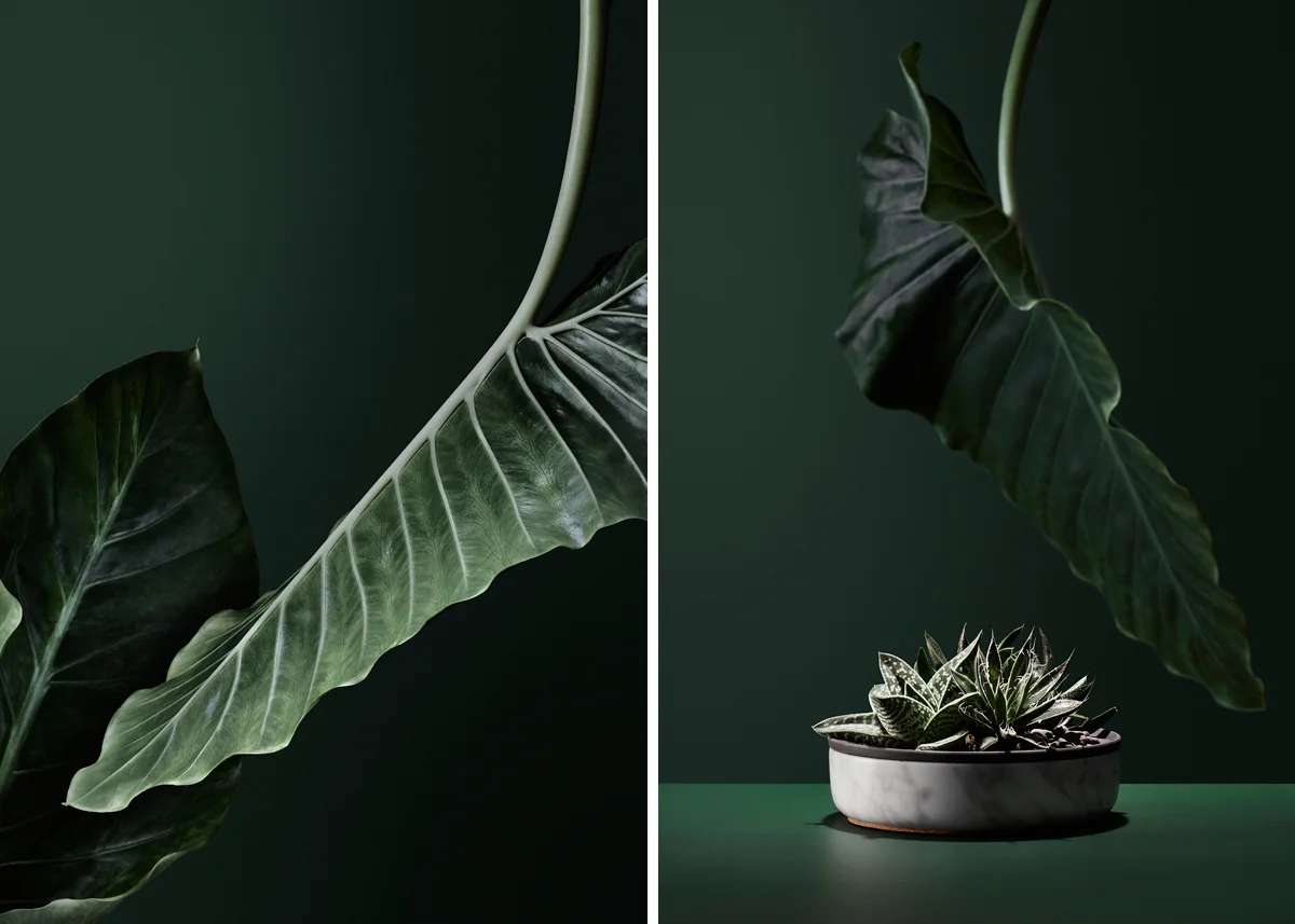 HERO_170116_Botanica_000.jpg