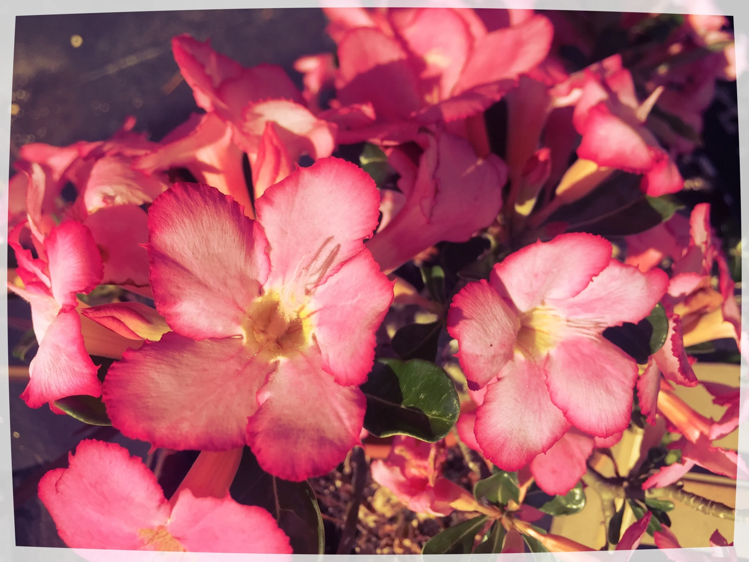 MANTRAS for THIRST - Ginger Buswell