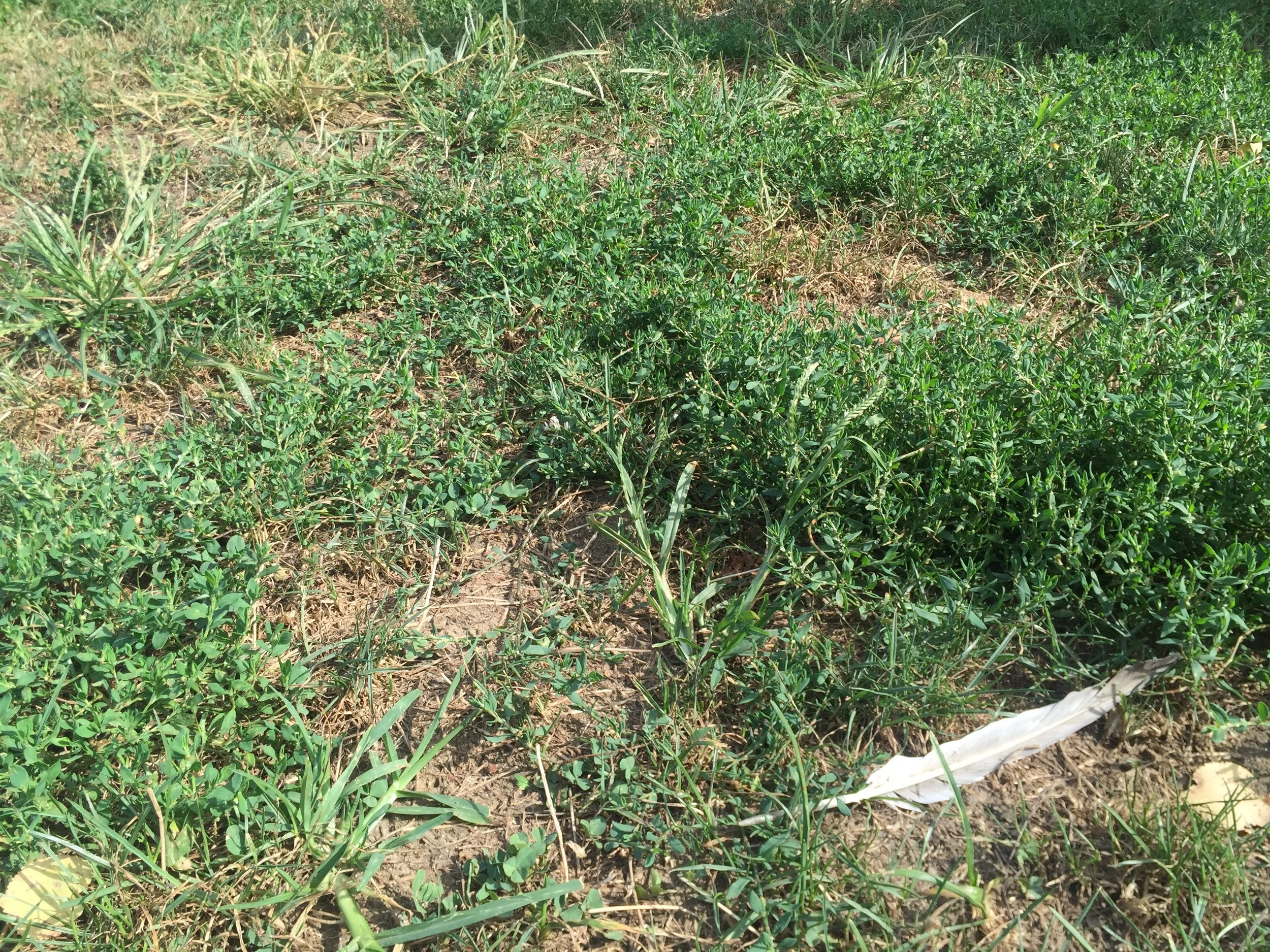 weekly astrology with Alice Sparkly Kat - 9.12.2016