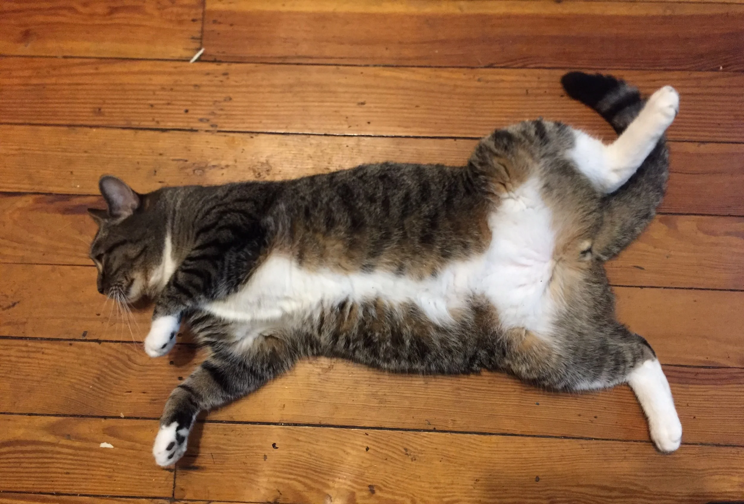 weekly astrology with Alice Sparkly Kat - 9.19.2016