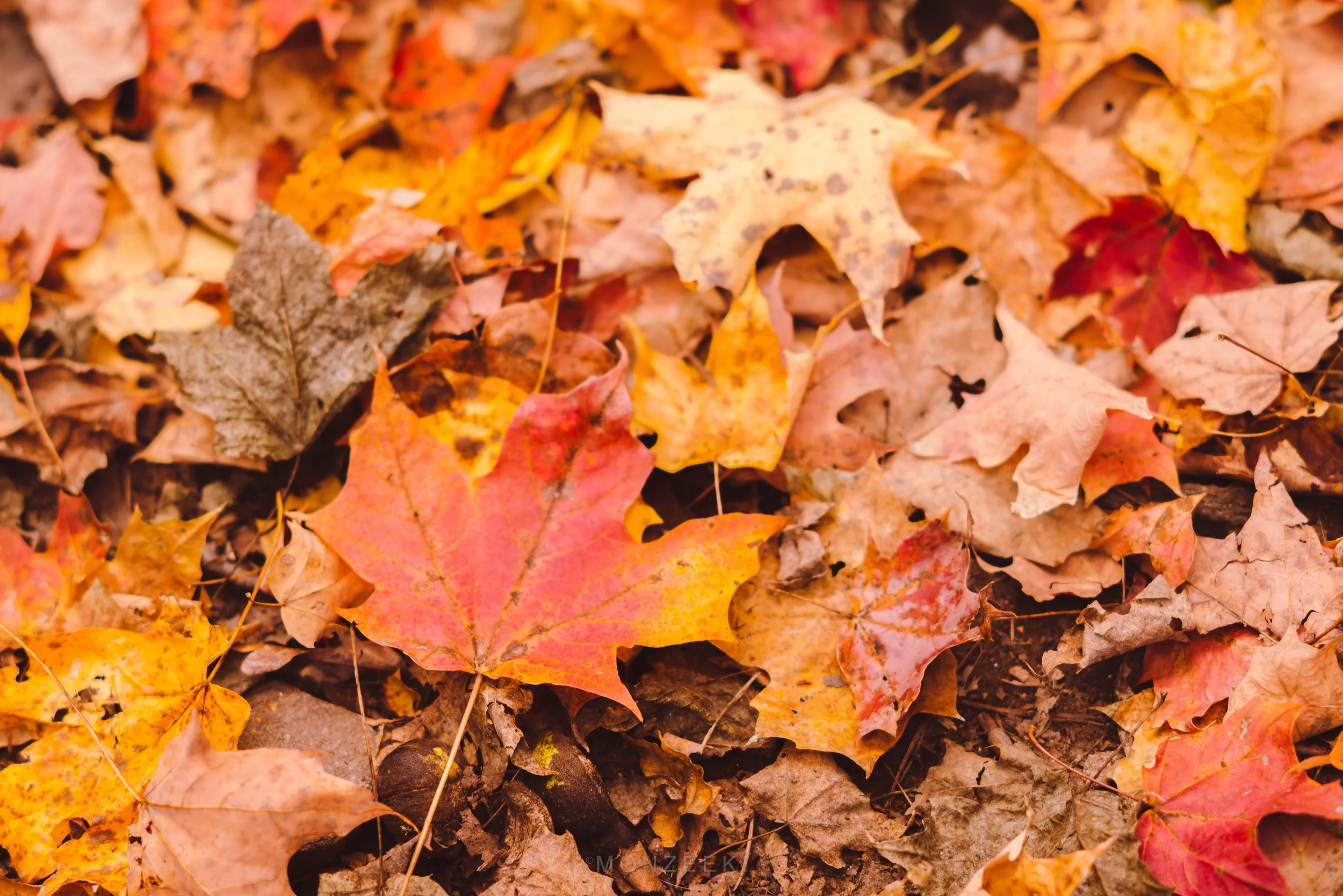 surrendering to the fall