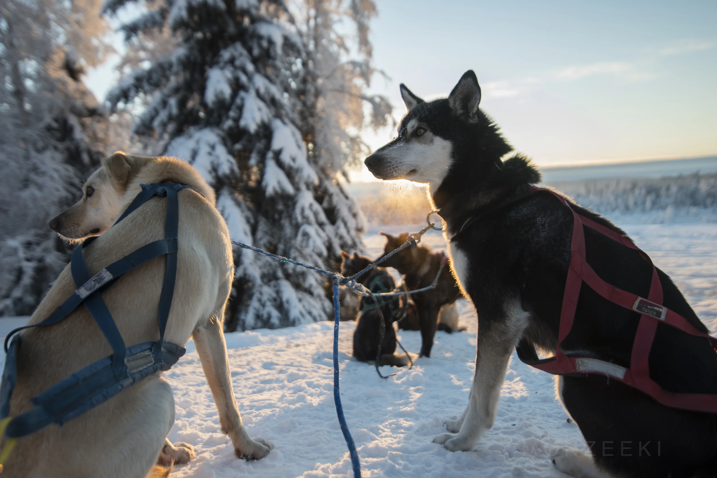 20141227-Alaska-001-7.jpg