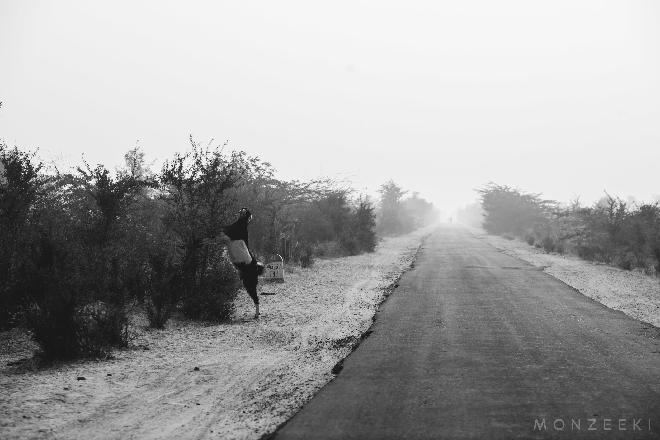 20150113-India-Jodhpur-2376.jpg