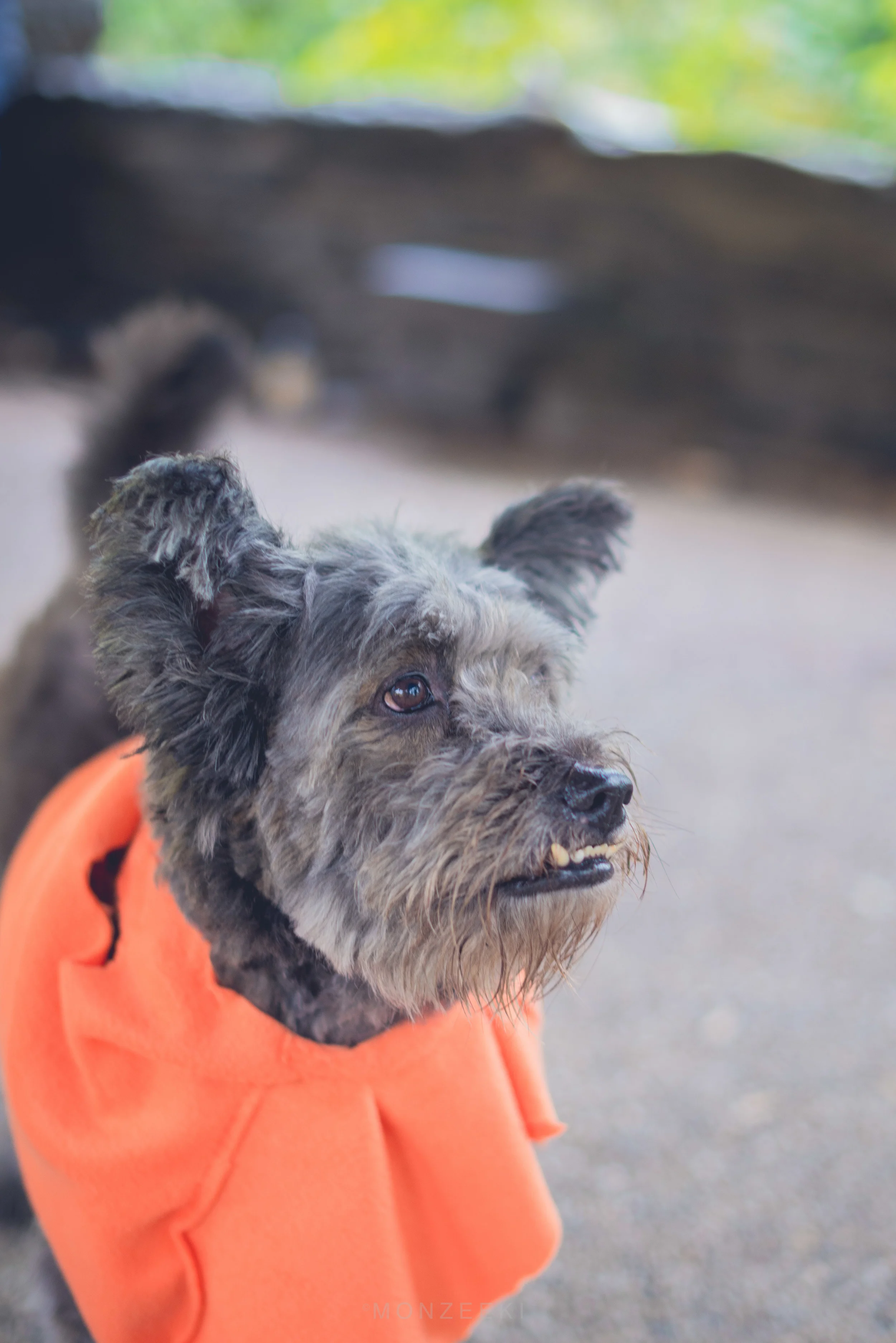20151024-Howl-A-Ween-6906.jpg
