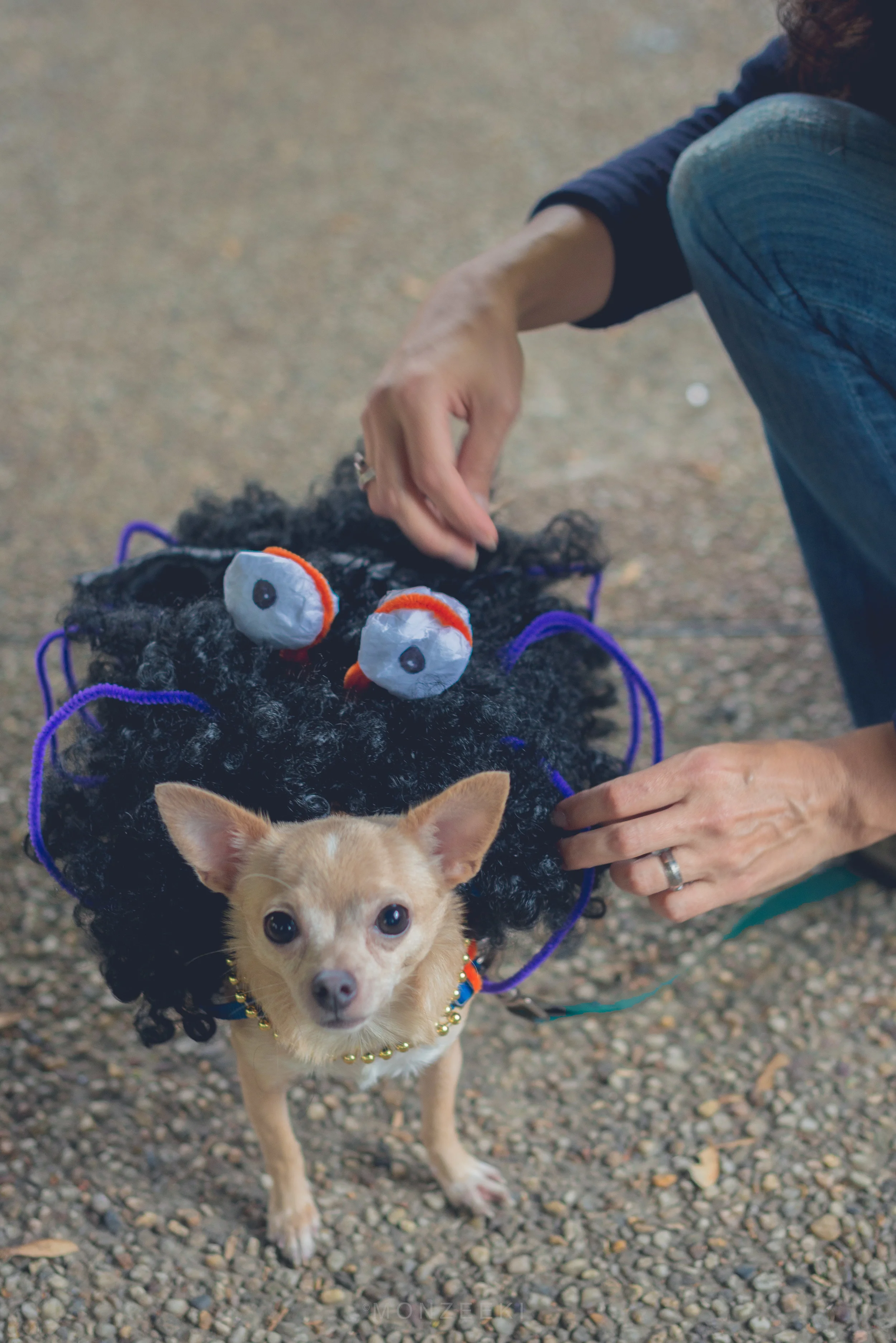 20151024-Howl-A-Ween-7103.jpg