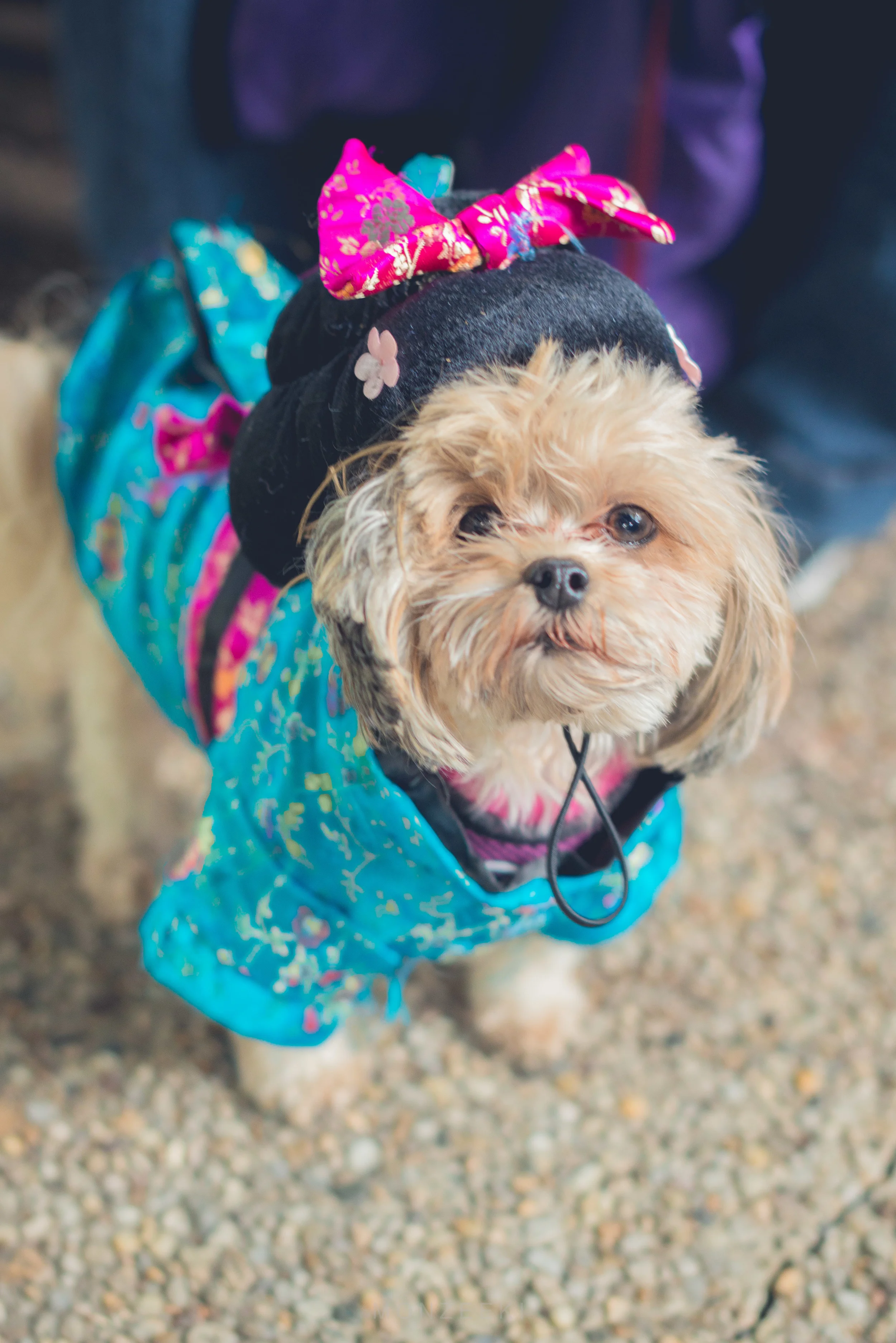 20151024-Howl-A-Ween-7117.jpg