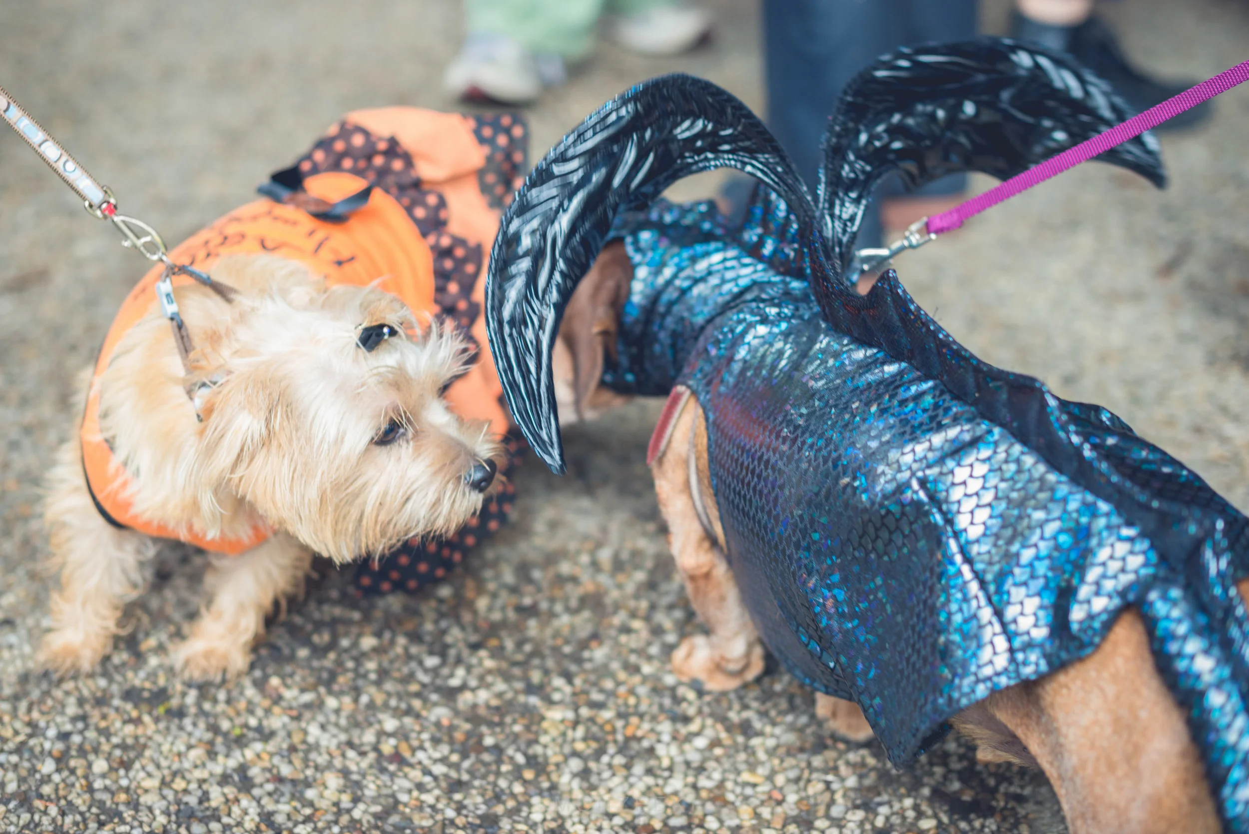 20151024-Howl-A-Ween-7148.jpg